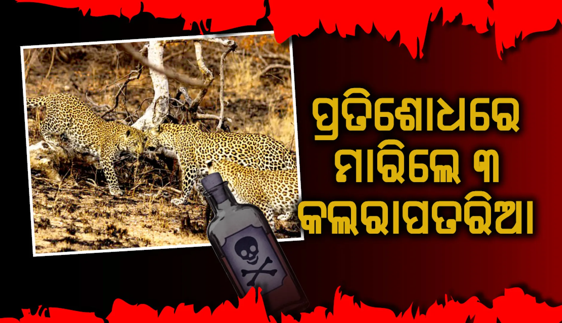 ପୋଷା କୁକୁର ମୃତ୍ୟୁର ପ୍ରତିଶୋଧସ୍ୱରୂପ ତିନି କଲରାପତରିଆଙ୍କୁ ବିଷ ଦେଇ ମାରିଲେ ମାଲିକ