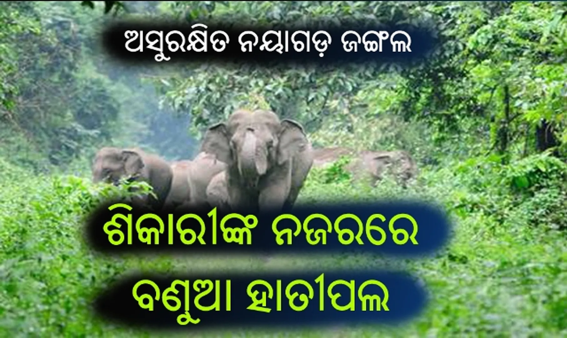 ଅସୁରକ୍ଷିତ ନୟାଗଡ଼ ଜଙ୍ଗଲ : ଅବାଧରେ ଚାଲିିଛି କାଠ କଟା ସହ ପଶୁ ଶିକାର, ଶିକାରୀଙ୍କ ନଜରରେ ବଣୁଆ ହାତୀପଲ