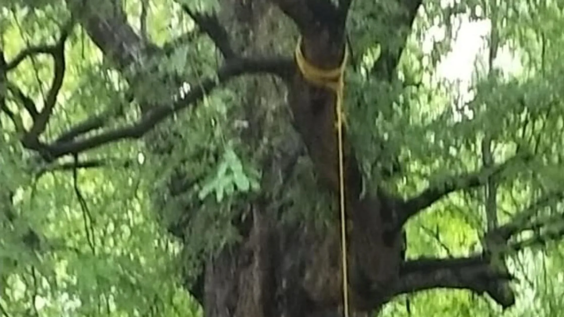 ଗଛରେ ଝୁଲୁଛି ବୃଦ୍ଧଙ୍କ ମୃତଦେହ