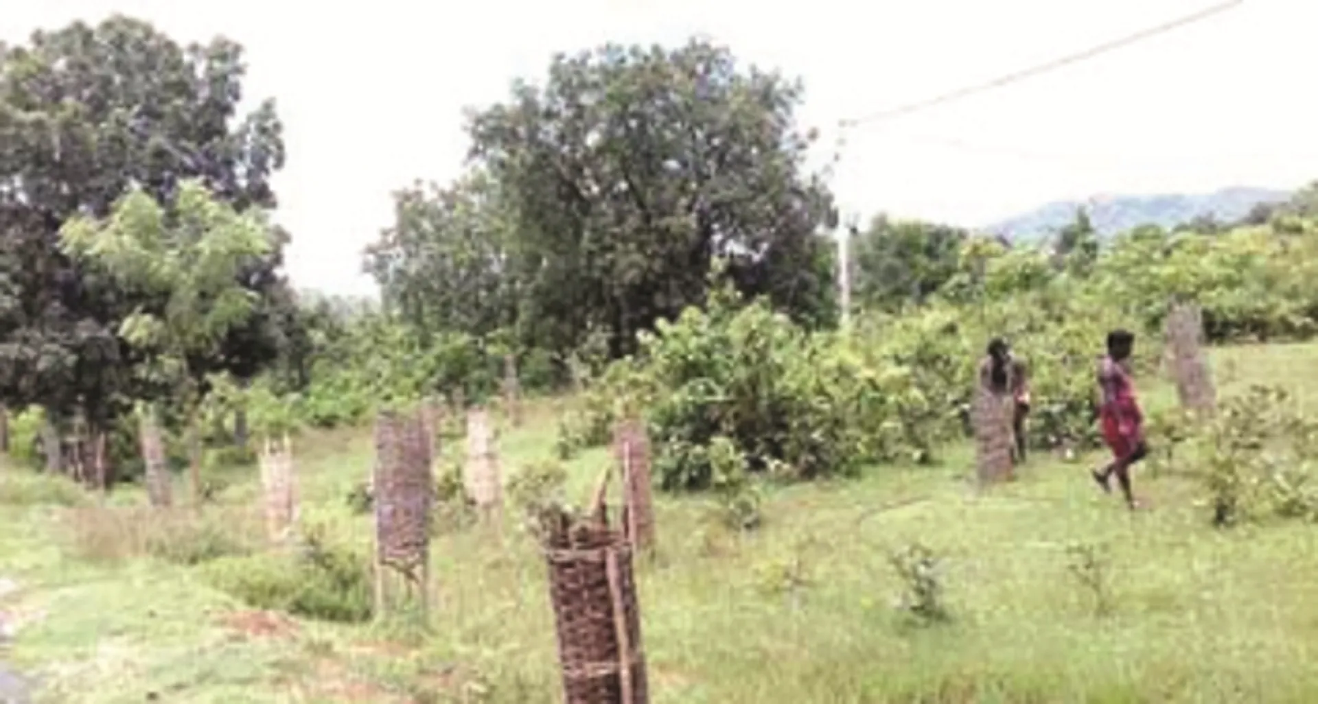 ବନୀକରଣ ଯୋଜନାରେ ବ୍ୟାପକ ଅନିୟମିତତା : ତଳେ ଗଡୁଛି ଗୋରଡ଼ି, ଚାରା ଉଭାନ୍