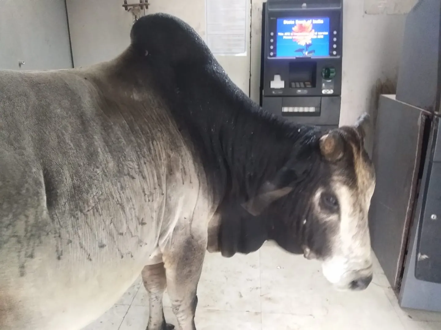 ଓଃ କି ବର୍ଷା। (ଫଟୋ: ମନୋଜ, ବାଲେଶ୍ୱର)