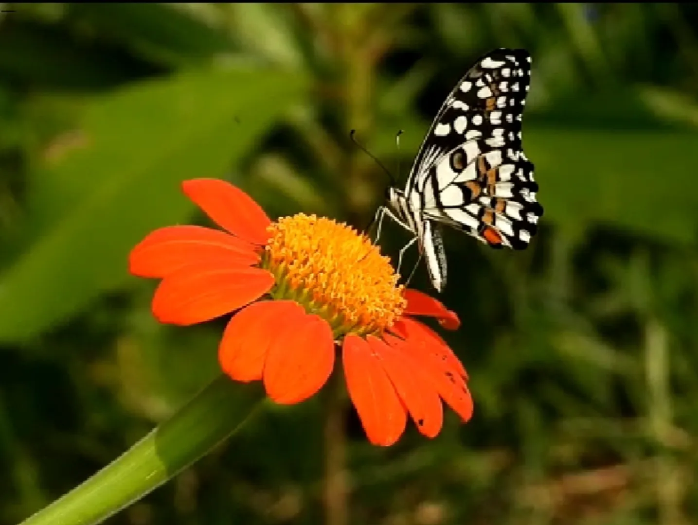ସୌନ୍ଦର୍ଯ୍ୟର ସ୍ପର୍ଶରେ ବ୍ୟସ୍ତ ପ୍ରଜାପତି। (ଫଟୋ: ମନୋଜ, ବାଲେଶ୍ୱର)
