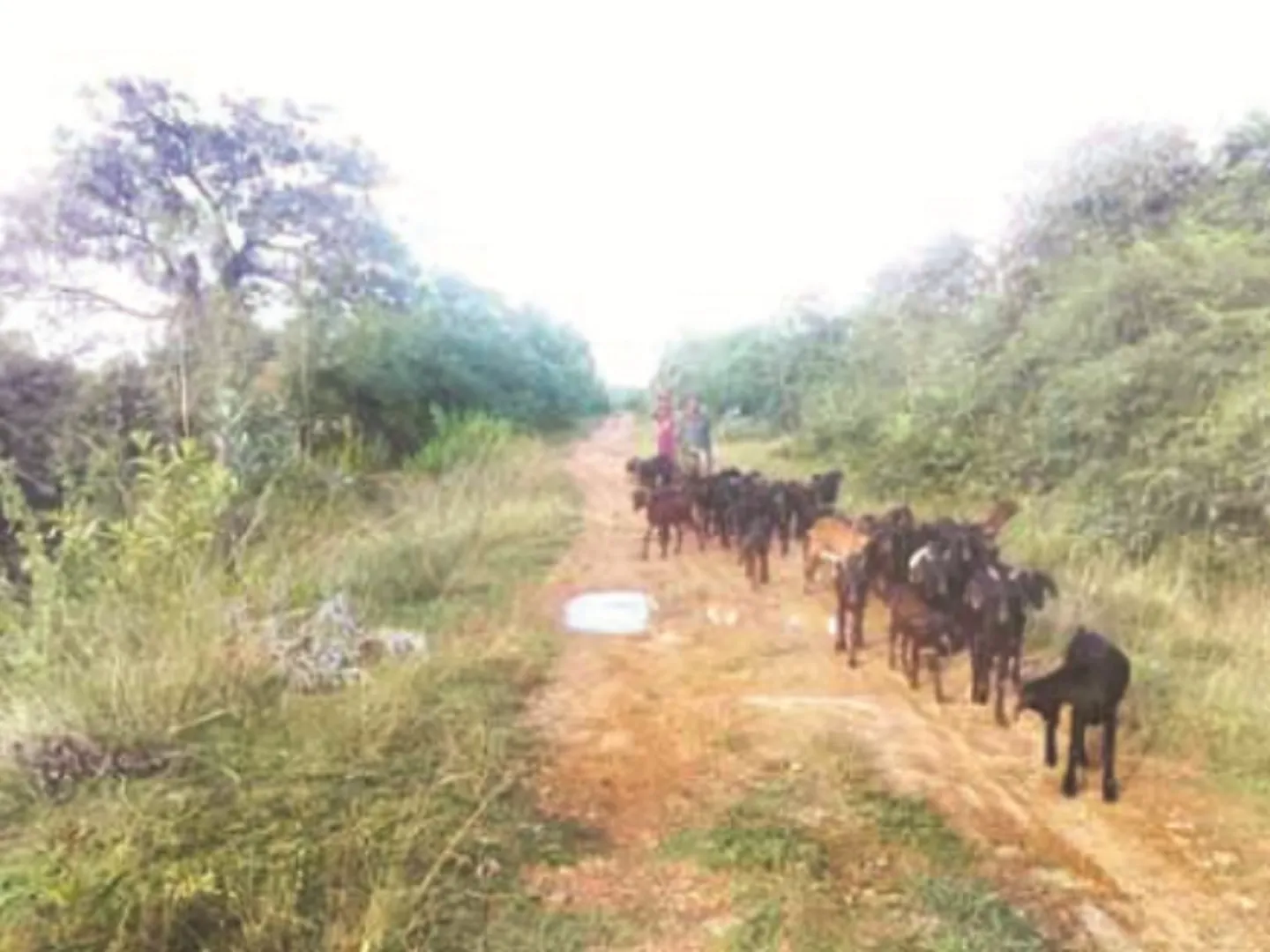 ରାସ୍ତା, ଶିକ୍ଷା, ସ୍ୱାସ୍ଥ୍ୟ ଓ ପାନୀୟ ଜଳ ଆଦି ସାମାନ୍ୟତମ ମୌଳିକ ସୁବିଧା ସୁଯୋଗରୁ ବଞ୍ଚିତ ରଣପୁର ବ୍ଲକ୍‌ର ଚିନ୍ତାମଣିପୁର ଗାଁ