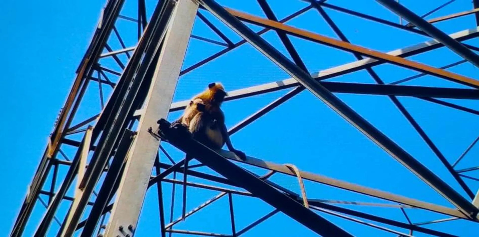 ଜୀବନ ସହିତ ଲଢ଼େଇ କରୁଛନ୍ତି ଜଳବନ୍ଦୀ ୬ ମାଙ୍କଡ଼