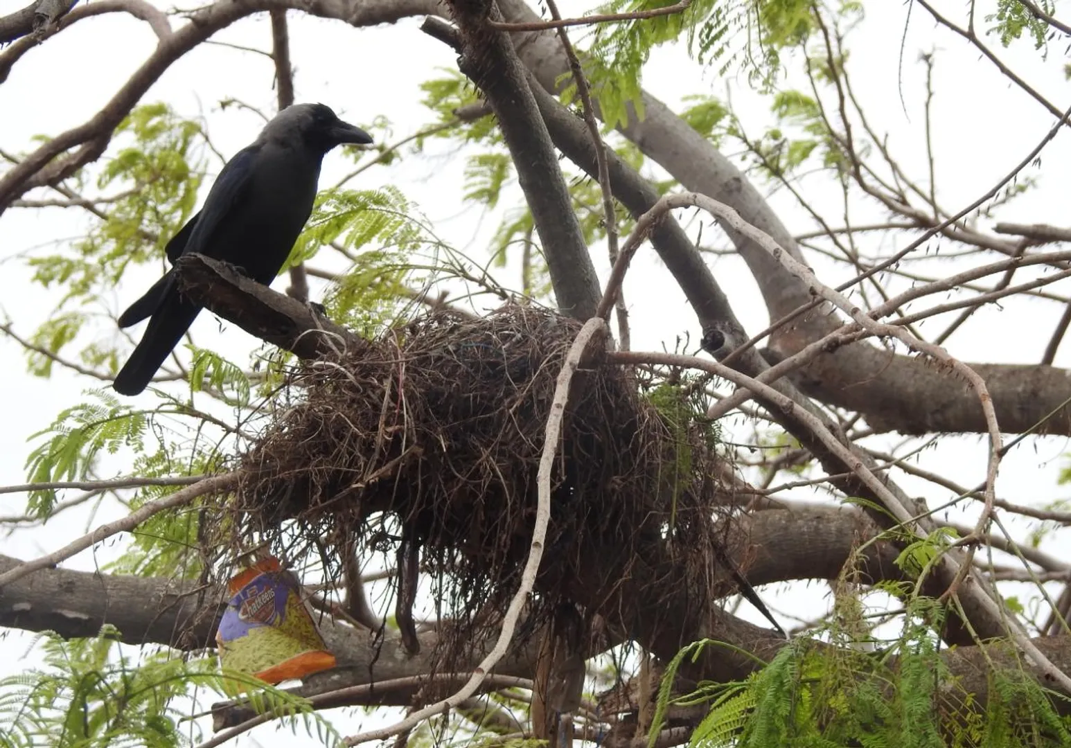 ବୃକ୍ଷ ଡାଳରେ ବସା, ବସା ନିକଟରେ କାଉ। (ଫଟୋ: ବିଭୂତି, ଭୁବନେଶ୍ୱର)