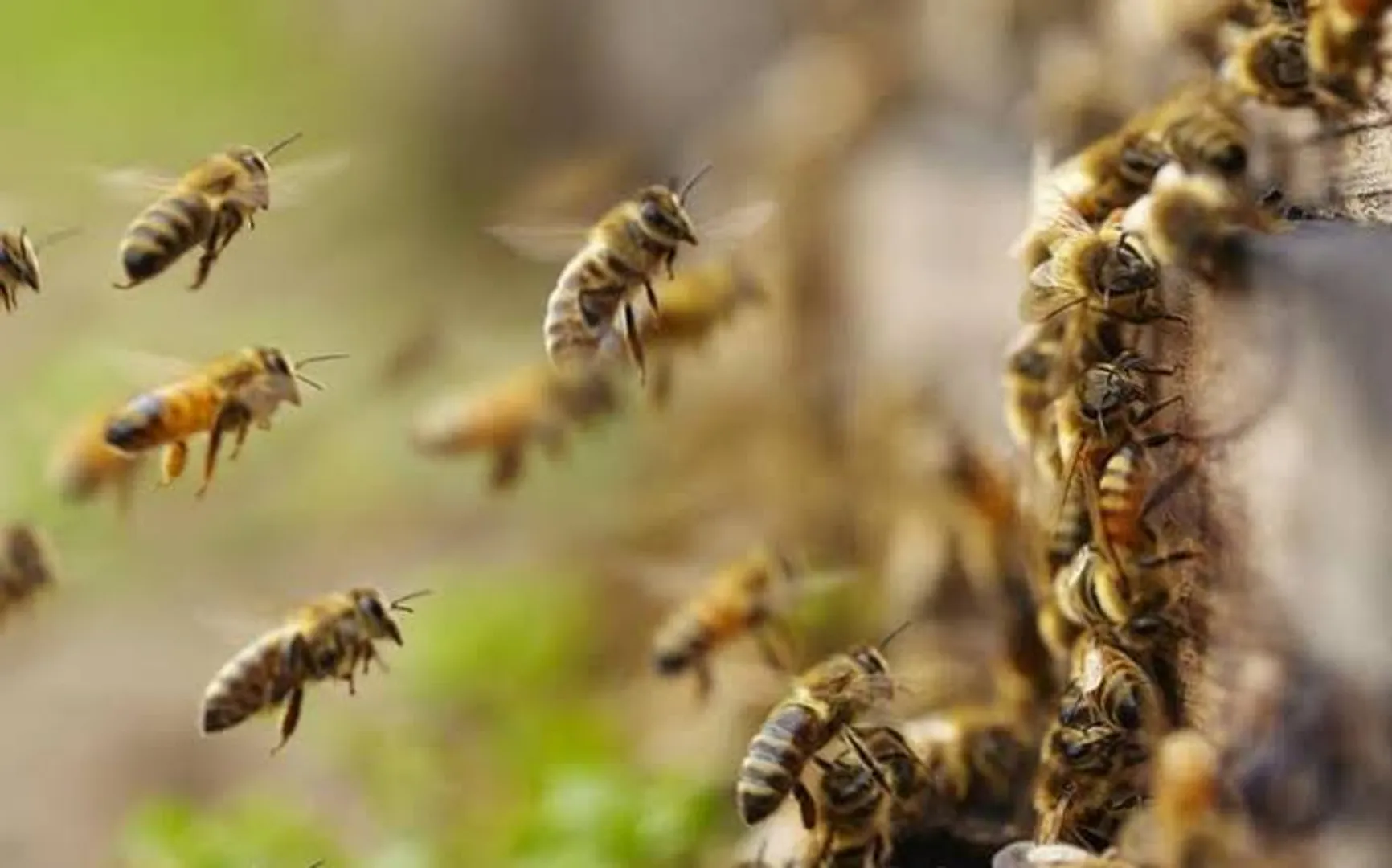 କାଳ ହେଲା ମହୁ ସଂଗ୍ରହ : ମହୁମାଛି ଆକ୍ରମଣରେ ଯୁବକ ମୃତ, ୨ ଗୁରୁତର