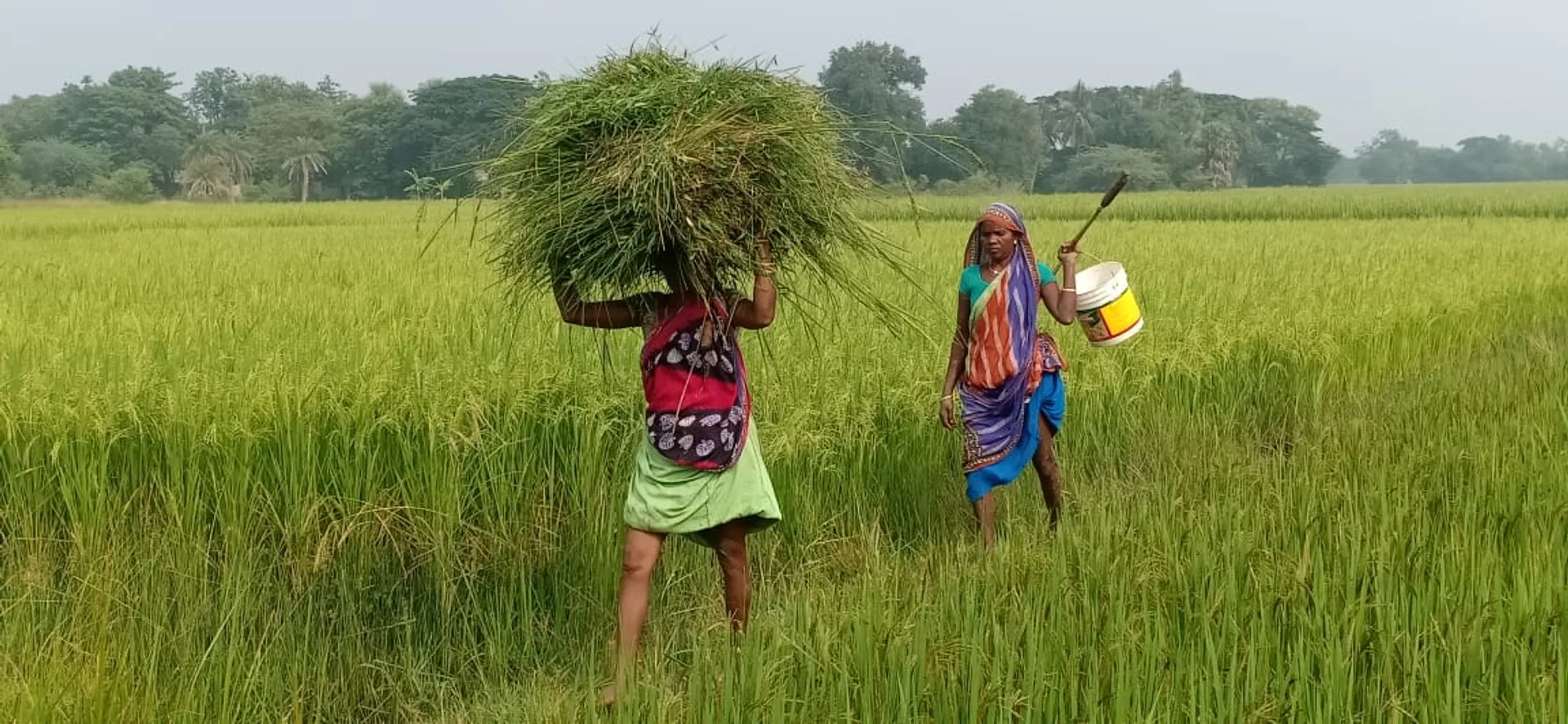 ବିଲରୁ ଘାସ କାଟି ଘରକୁ ଫେରୁଛନ୍ତି ମହିଳା। (ଫଟୋ: ମନୋଜ, ବାଲେଶ୍ୱର)