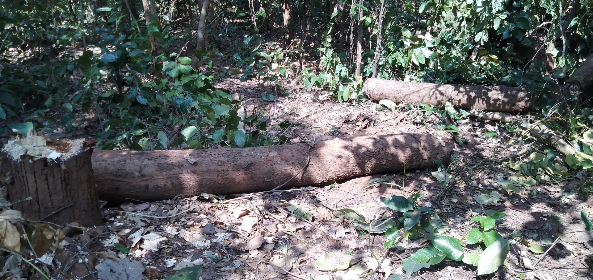 ସଂରକ୍ଷିତ ଜଙ୍ଗଲରୁ ୫ ବିଜା ଗଣ୍ଡି ଜବତ