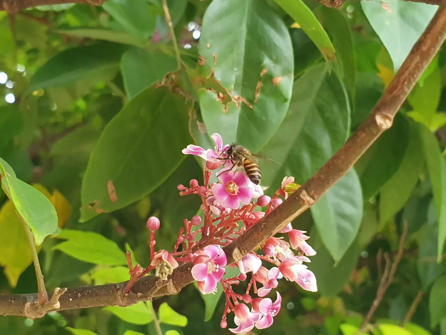 ମହୁ ସଂଗ୍ରହରେ ବ୍ୟସ୍ତ...! (ଫଟୋ: ସୁଜିତ, ନାଲକୋନଗର)