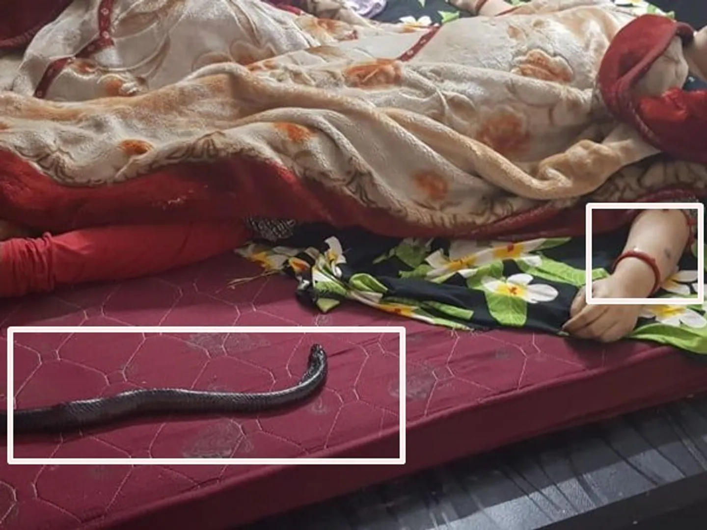 ପତ୍ନୀଙ୍କୁ ହତ୍ୟା କରିବା ପରେ ସାପ କାମୁଡ଼ାରେ ମୃତ୍ୟୁ ହୋଇଛି ବୋଲି ଦର୍ଶାଇବା ପାଇଁ ୧୧ଦିନ ପୂର୍ବରୁ ନାଗ ସାପକୁ ଆଣି ଆଲମାରିରେ ରଖିଥିଲେ ସ୍ୱାମୀ