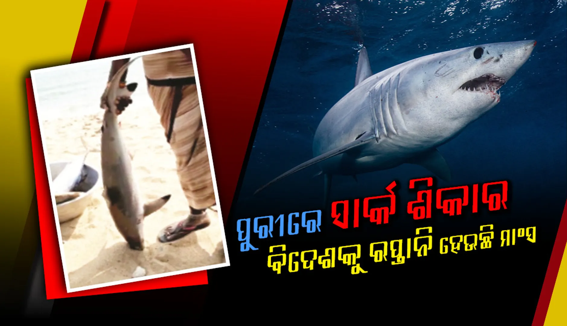 ପୁରୀ ଉପକୂଳରେ ସାର୍କ ଶିକାର, ବିଦେଶକୁ ରପ୍ତାନି ହେଉଛି ମାଂସ