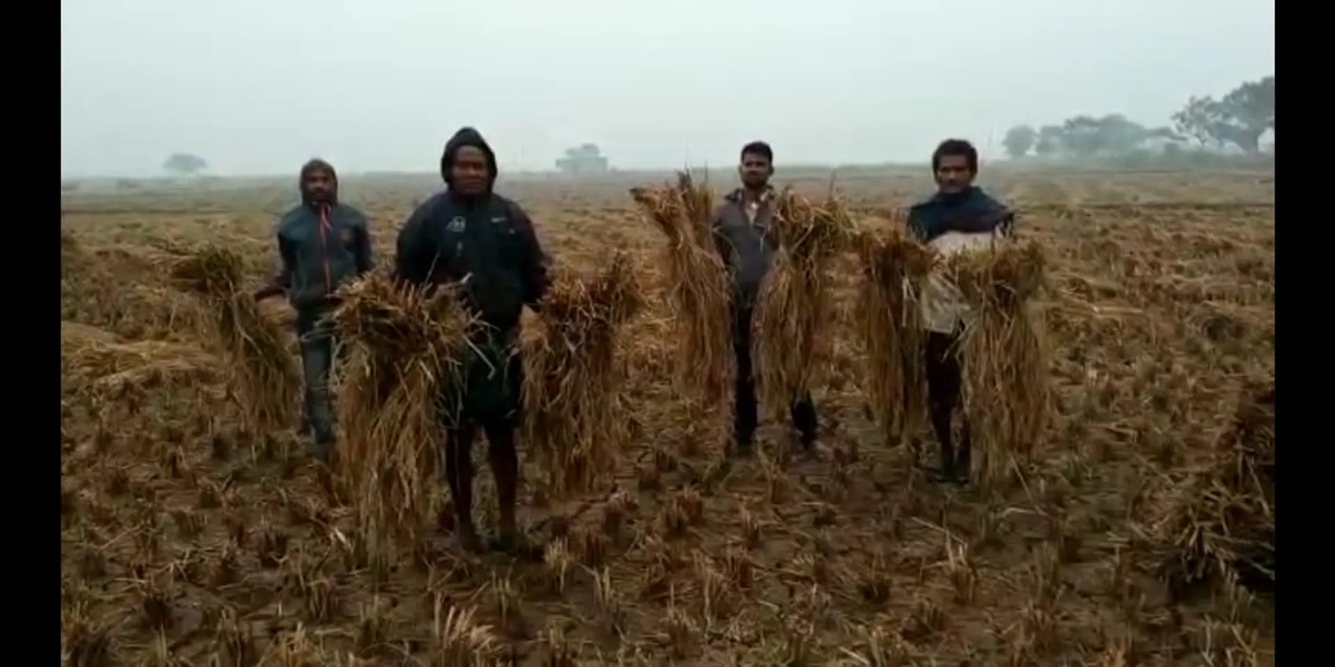 ଭଦ୍ରକରେ ପ୍ରବଳ ବର୍ଷା: ଚିନ୍ତାରେ ଚାଷୀ, କୋହଲା ପାଗ ପାଇଁ ଜନଜୀବନ ଅସ୍ତବ୍ୟସ୍ତ