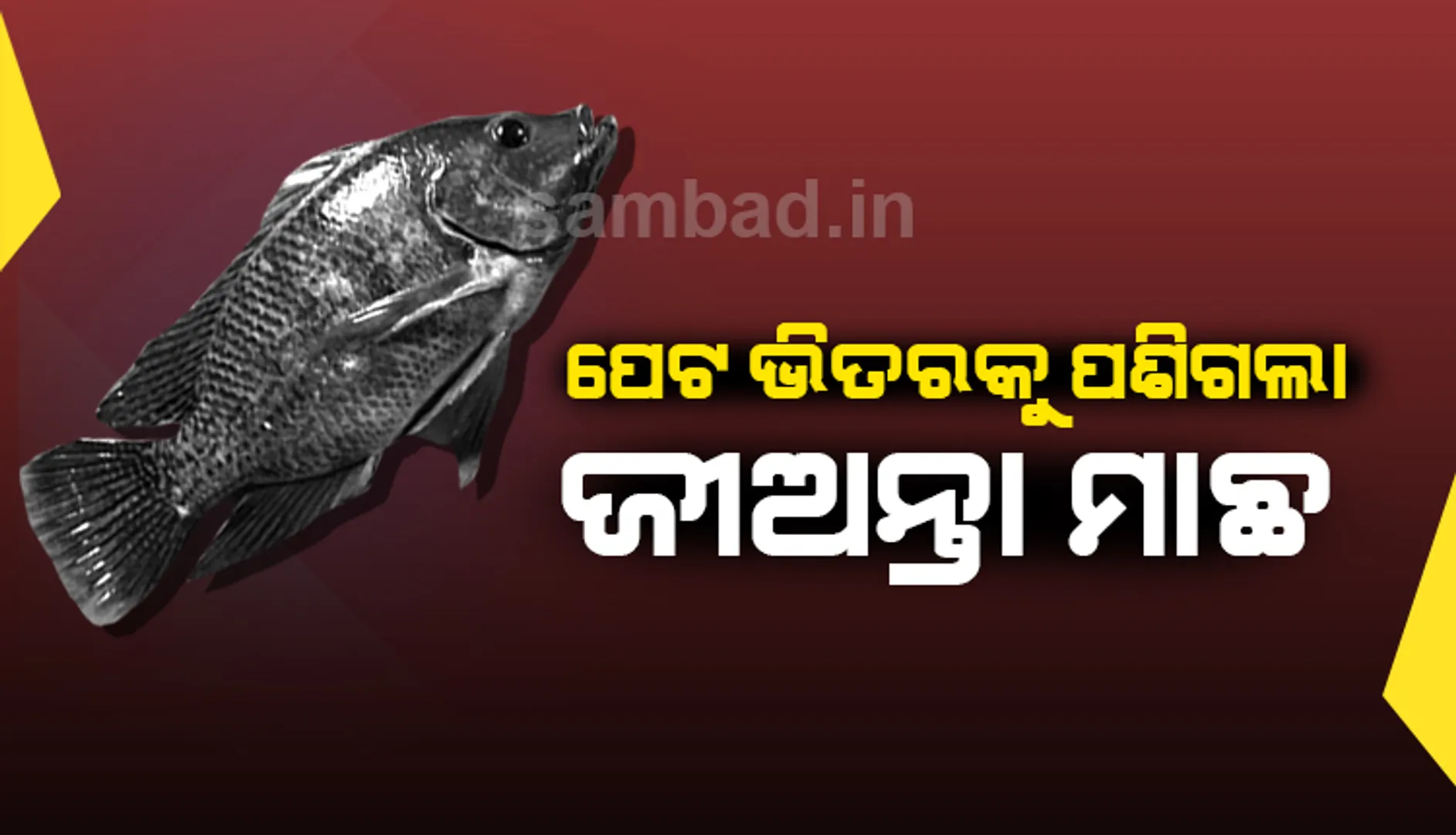 ମାଛ ଧରିବା ଲାଗି ପୋଖରୀକୁ ଯାଇଥିଲେ, ପେଟ ଭିତରକୁ ଜୀଅନ୍ତା ମାଛ ପଶିଯିବାରୁ ଯୁବକଙ୍କ ମୃତ୍ୟୁ