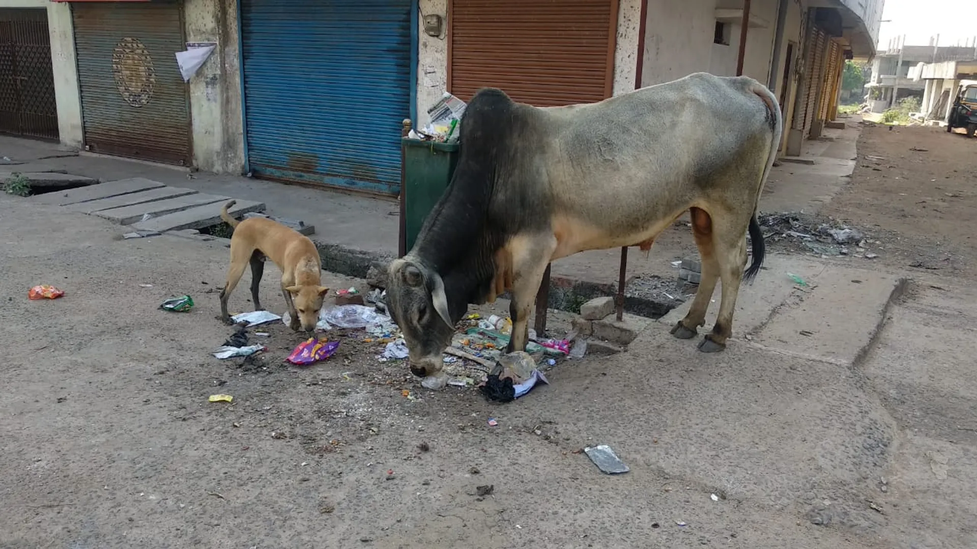 ଲକ୍‌ଡାଉନ୍‌: ଅଳିଆ ଗଦାରୁ ମଧ୍ୟ କିଛି ମିଳୁନି, ଭୋକରେ ପଶୁ ସଂପଦ
