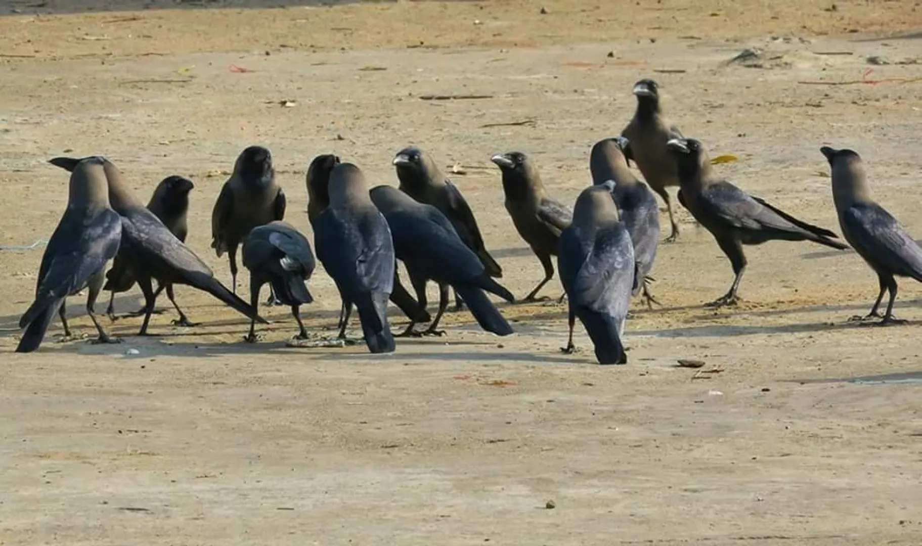 ଖାଦ୍ୟ ଚିନ୍ତାରେ ବୈଠକ! (ଫଟୋ: ମନୋଜ ବିଶ୍ୱାଳ, ବାଲେଶ୍ୱର)