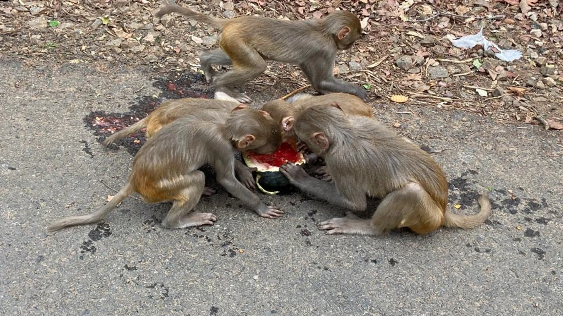 ଦାତାଙ୍କ ମଙ୍ଗଳ ହେଉ, କେତେଦିନକୁ ଖାଇବାକୁ ମିଳିଲା । (ଫଟୋ: ତରୁଣ, ଜୟପୁର)