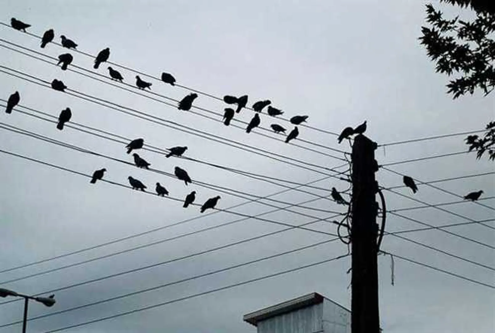 ଲକ୍‌ଡାଉନ୍‌ ଆଣି ଦେଇଛି ପରିବଶେରେ ସ୍ୱଚ୍ଛତା, ଶିଳ୍ପନଗରୀ ଆକାଶରେ ପକ୍ଷୀ