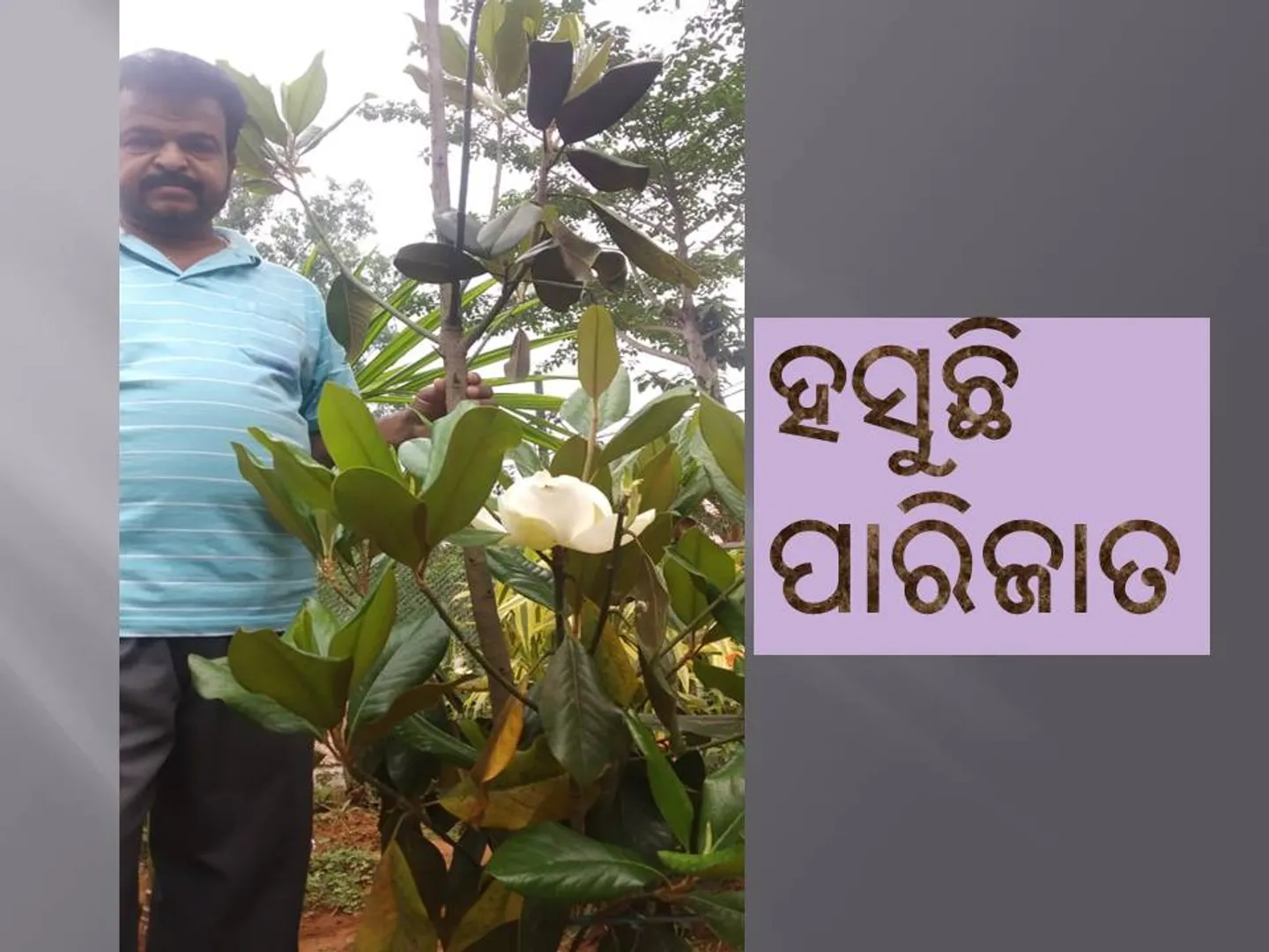 ବଗିଚାରେ ହସୁଛି ପାରିଜାତ । (ଫଟୋ: ବଟକୃଷ୍ଣ, ଫୁଲବାଣୀ)