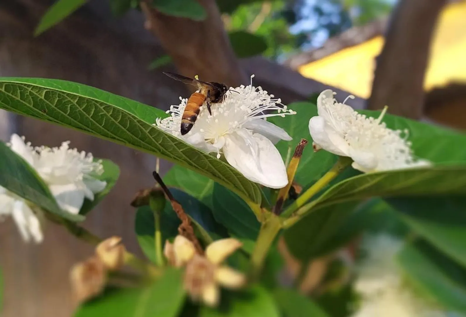 ଲକଡାଉନ ହେଲେବି କର୍ତ୍ତବ୍ୟରେ ଅବହେଳା ନାହିଁ । (ଫଟୋ: ତରୁଣ, ଜୟପୁର)