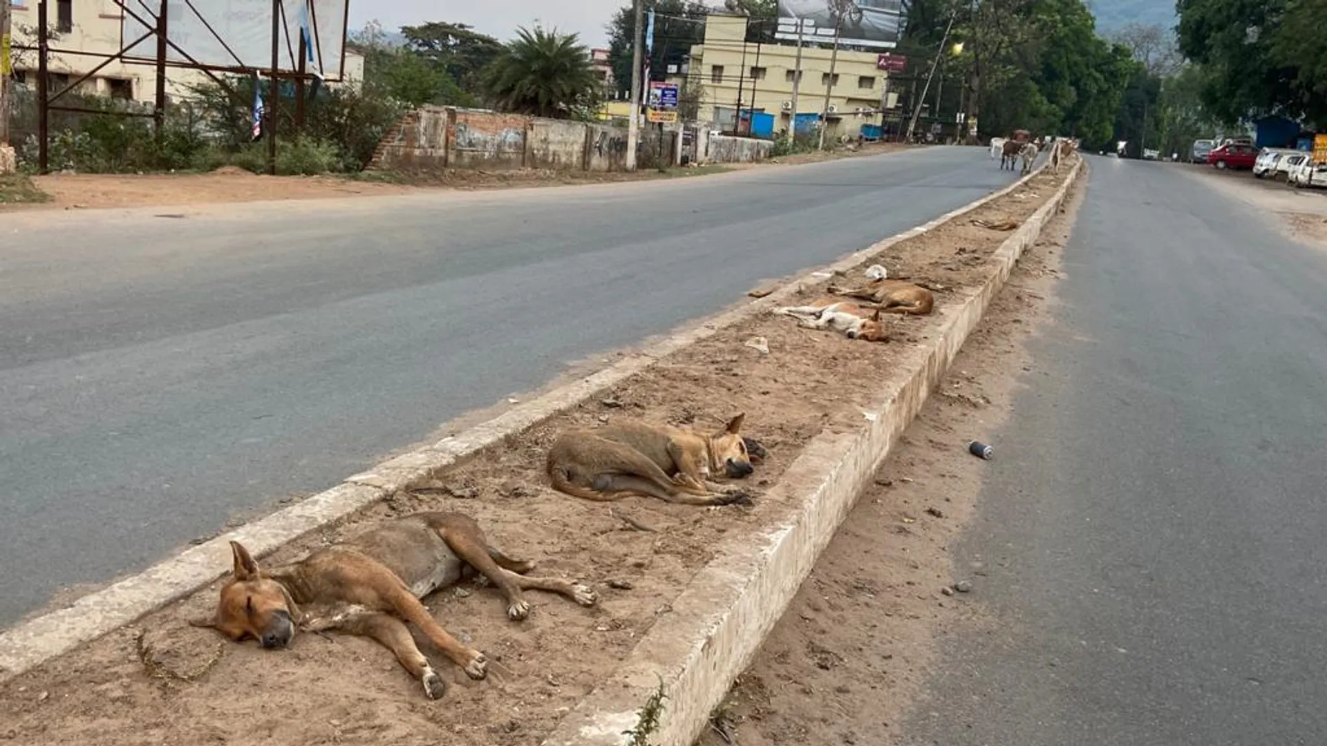 ଆଉ ପାରପାରିବୁ ନାହିଁ, ଥକିଗଲୁ। (ଫଟୋ: ତରୁଣ, ଜୟପୁର)