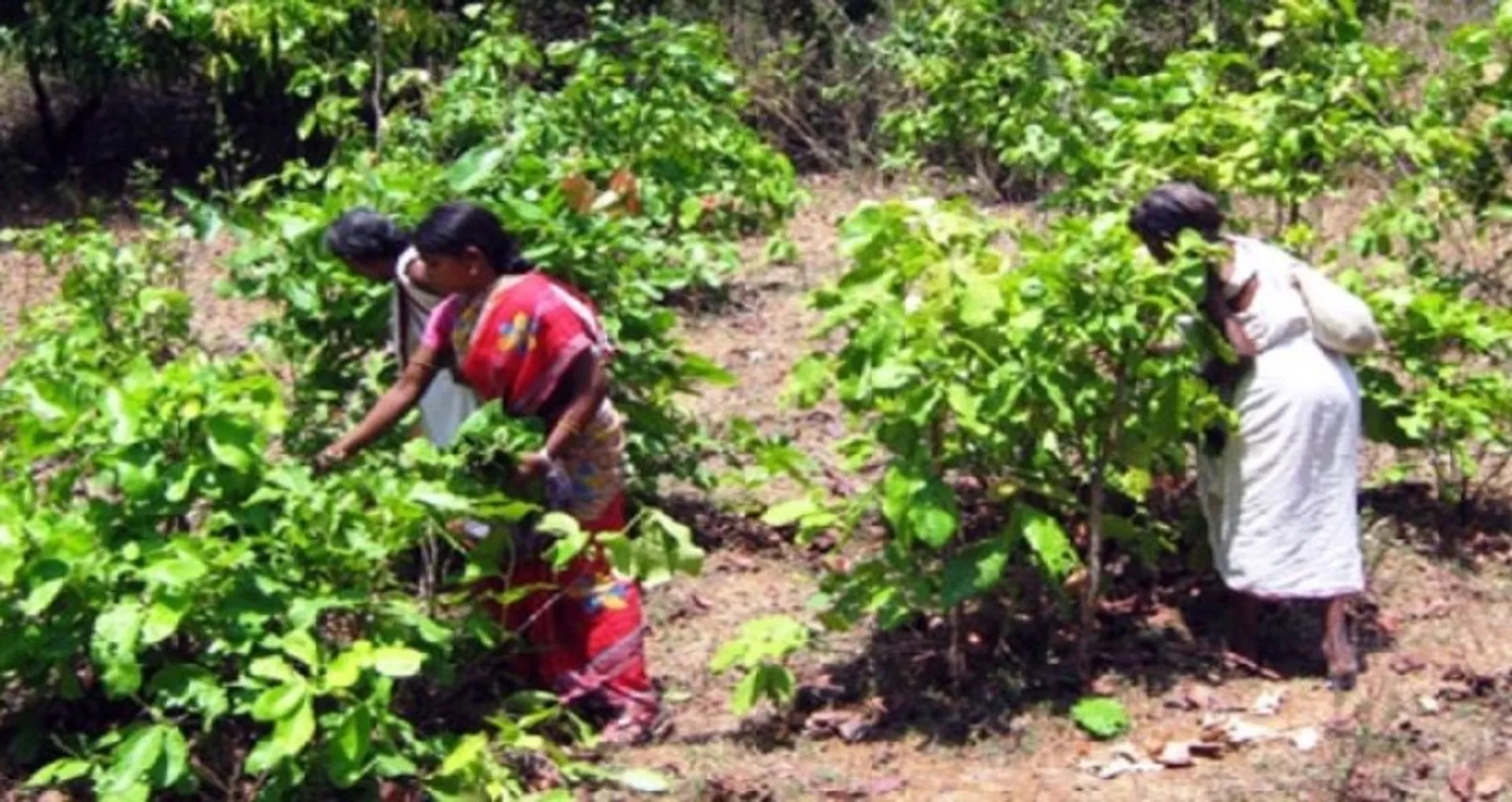 କେନ୍ଦୁପତ୍ର ହିତାଧିକାରୀଙ୍କୁ ୫୬ କୋଟିର ବୋନସ୍‌