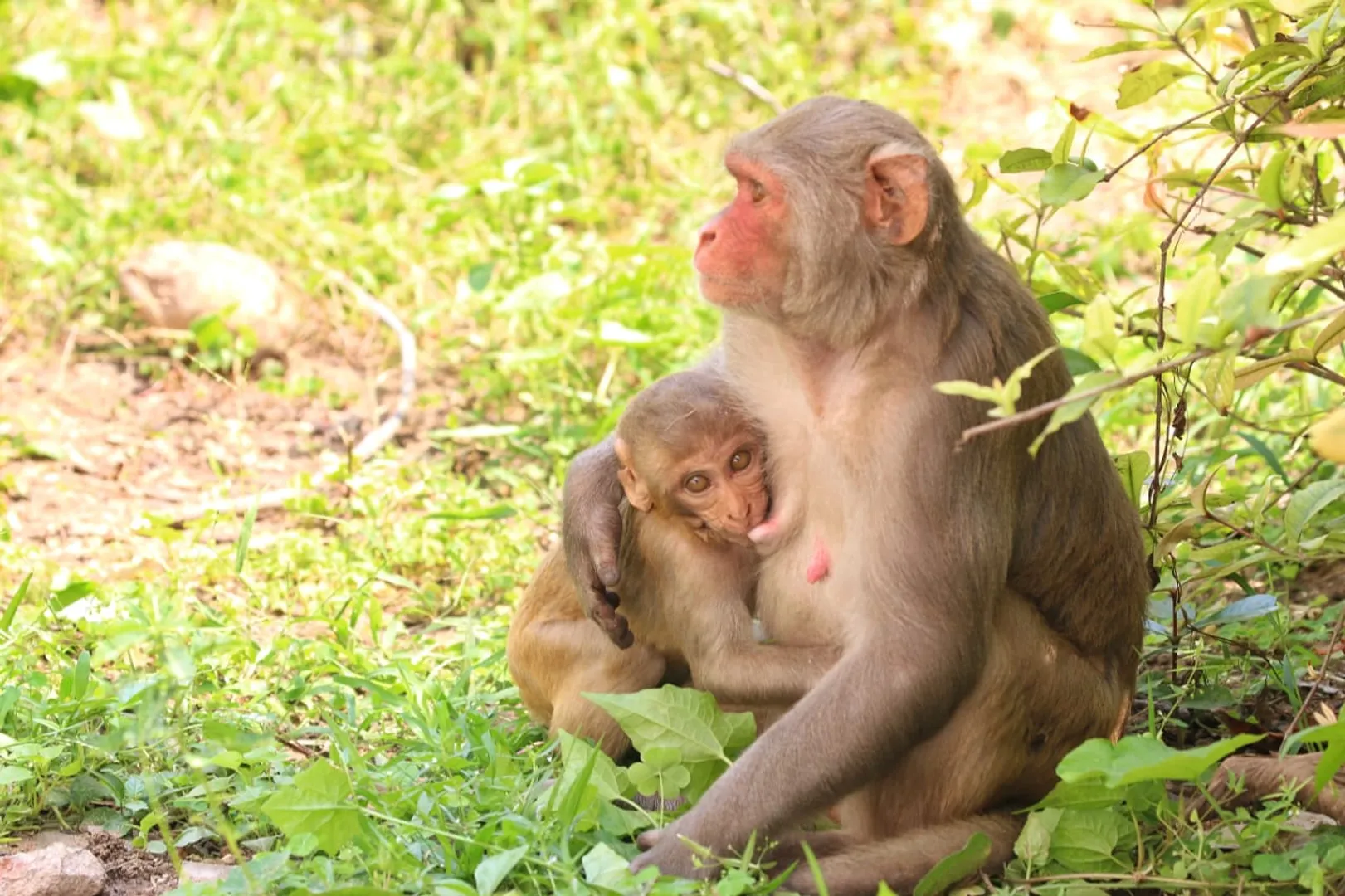 ମାତୃତ୍ୱ...। (ଫଟୋ: ମନୋଜ ବିଶ୍ୱାଳ, ବାଲେଶ୍ୱର)