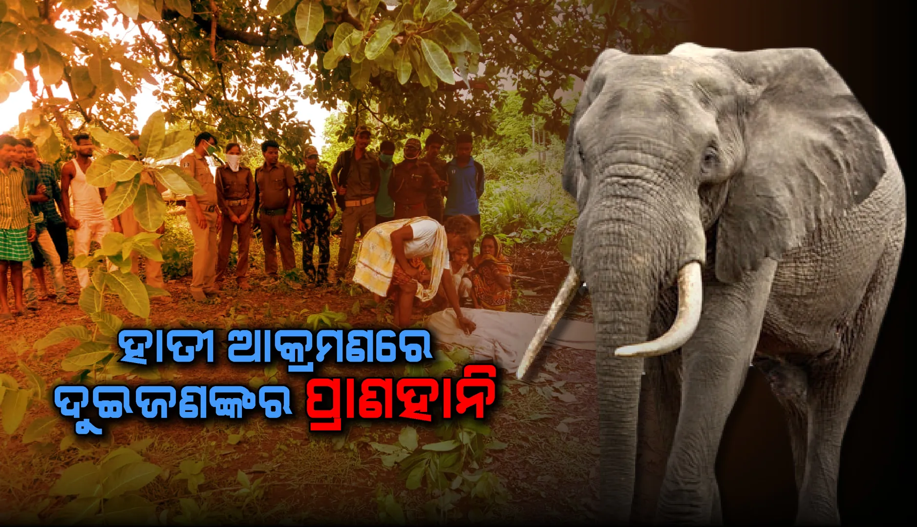 ହାତୀ ଆକ୍ରମଣରେ ଅନୁଗୁଳ ଓ ସମ୍ବଲପୁର ଜିଲ୍ଲାରେ ଦୁଇଜଣଙ୍କର ପ୍ରାଣହାନି