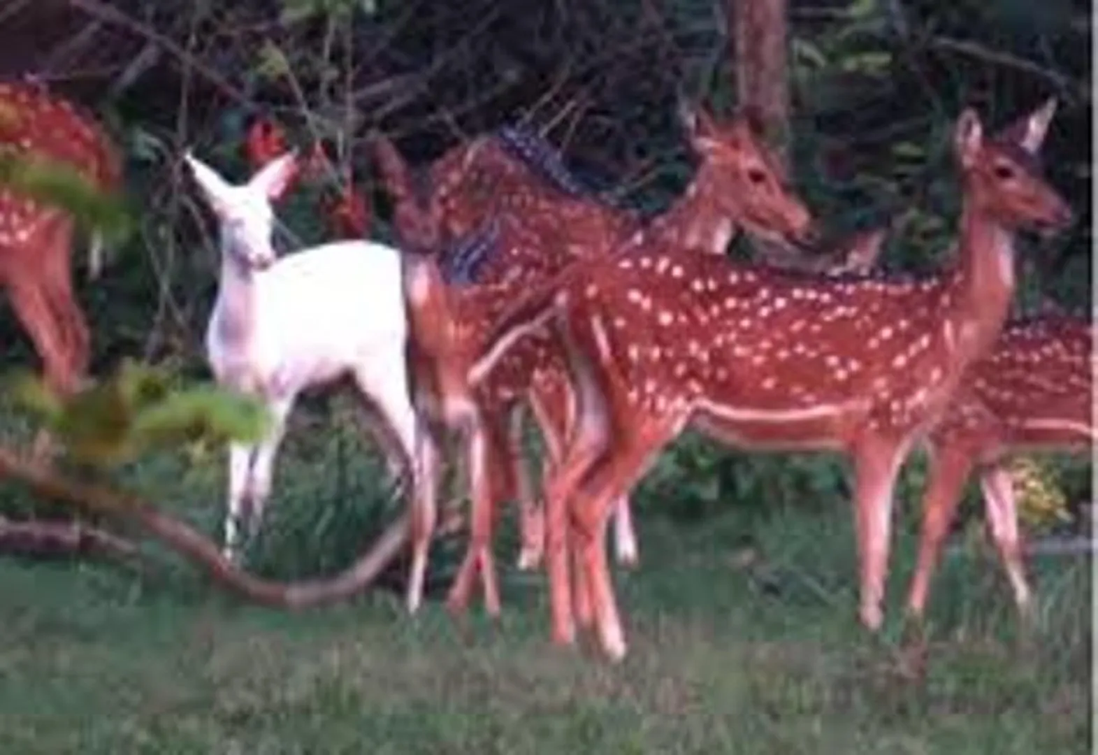 ସାତକୋଶିଆରେ ଆଉ ଦେଖାଯାଉନି ଧଳା ହରିଣ
