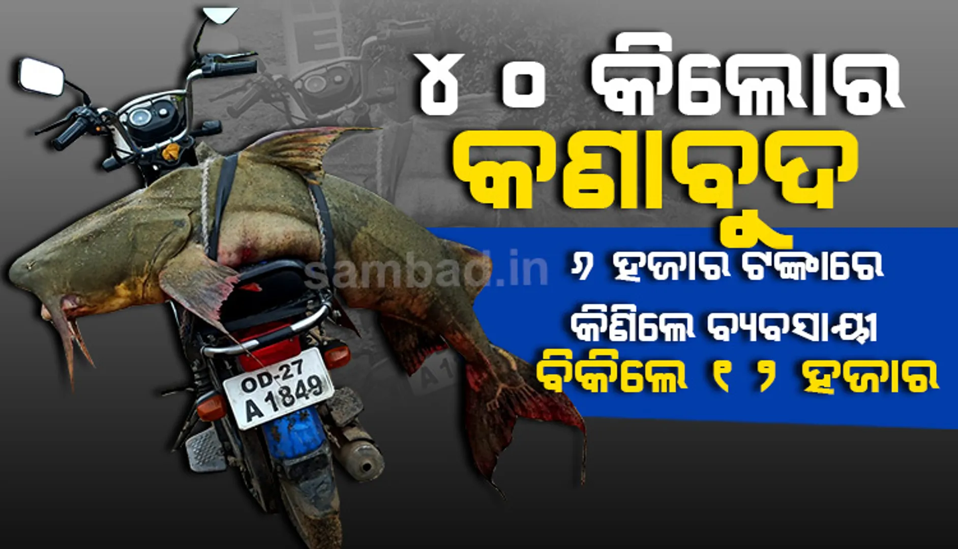 ମହାନଦୀରୁ ଧରିଲେ ୪୦ କିଲୋର ‘କଣାବୁଦ’ ମାଛ, ବଜାରରେ ବିକ୍ରି ହେଲା ୧୨ ହଜାର ଟଙ୍କା; ଦେଖନ୍ତୁ ଭିଡିଓ