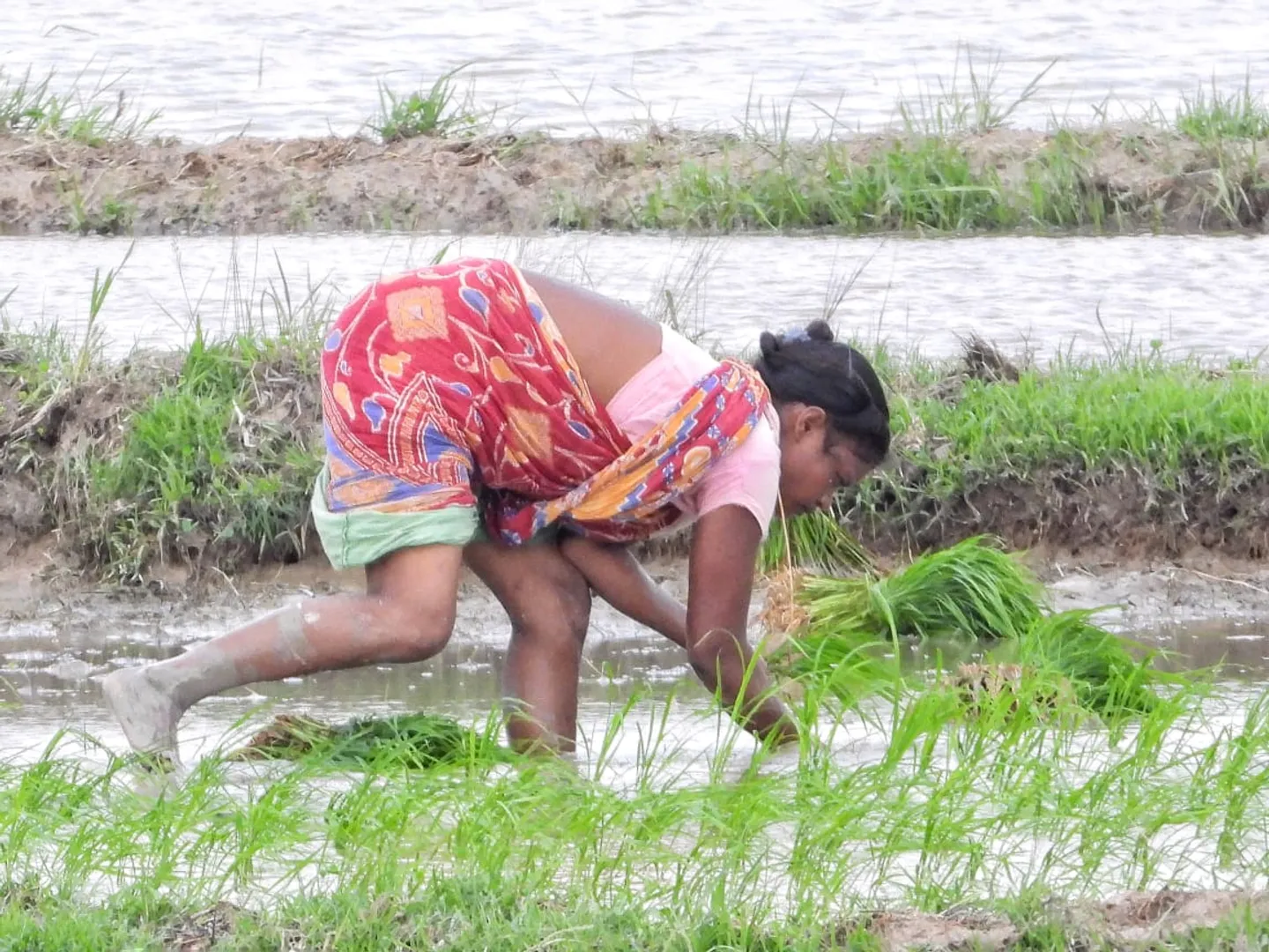 ଚାଷ କାମରେ ନିମଗ୍ନ ମହିଳା । (ଫଟୋ: ମନୋଜ ବିଶ୍ୱାଳ, ବାଲେଶ୍ୱର)