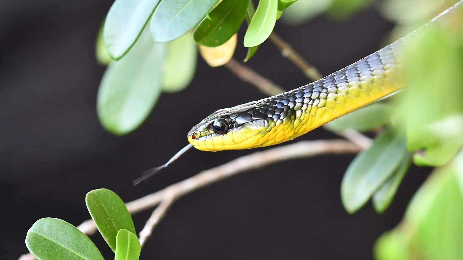 ବୌଦ୍ଧ: ବିଷଧର ସାପ କାମୁଡ଼ାରେ ଯୁବକ ମୃତ