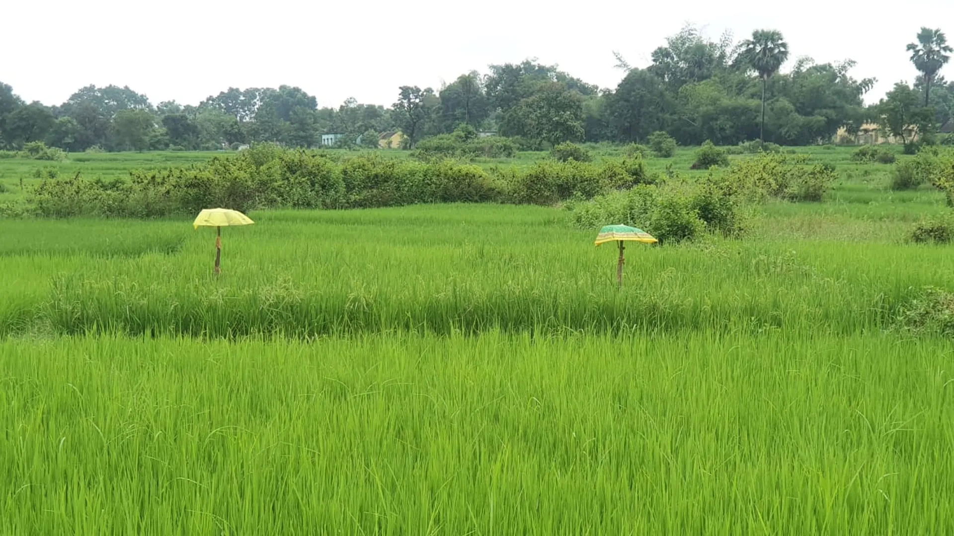 ଖୋଲା ଛତା ଜଗିଛି ଧାନ ଚାଷ। (ଫଟୋ: ସୁଜିତ, ନାଲକୋ ନଗର)