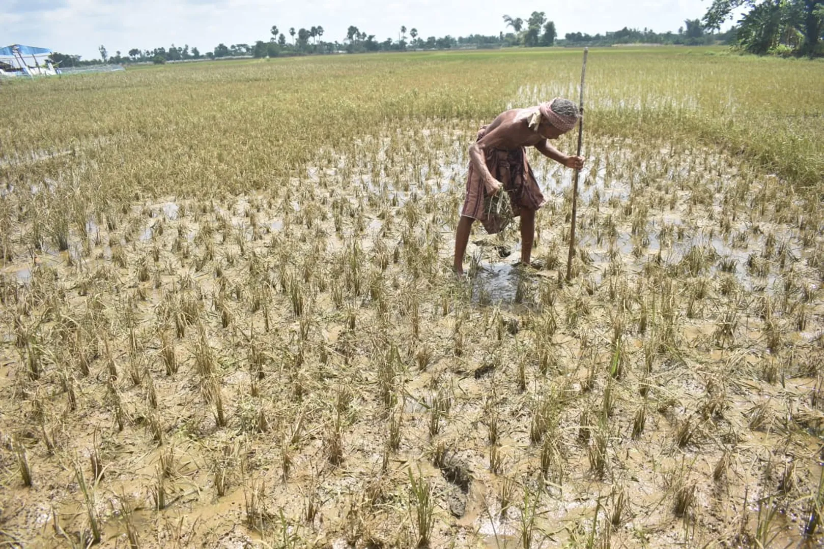 ଉଜୁଡି ଗଲା ଚାଷ। (ଫଟୋ: ବିଭୂତି, ଭୁବନେଶ୍ୱର)