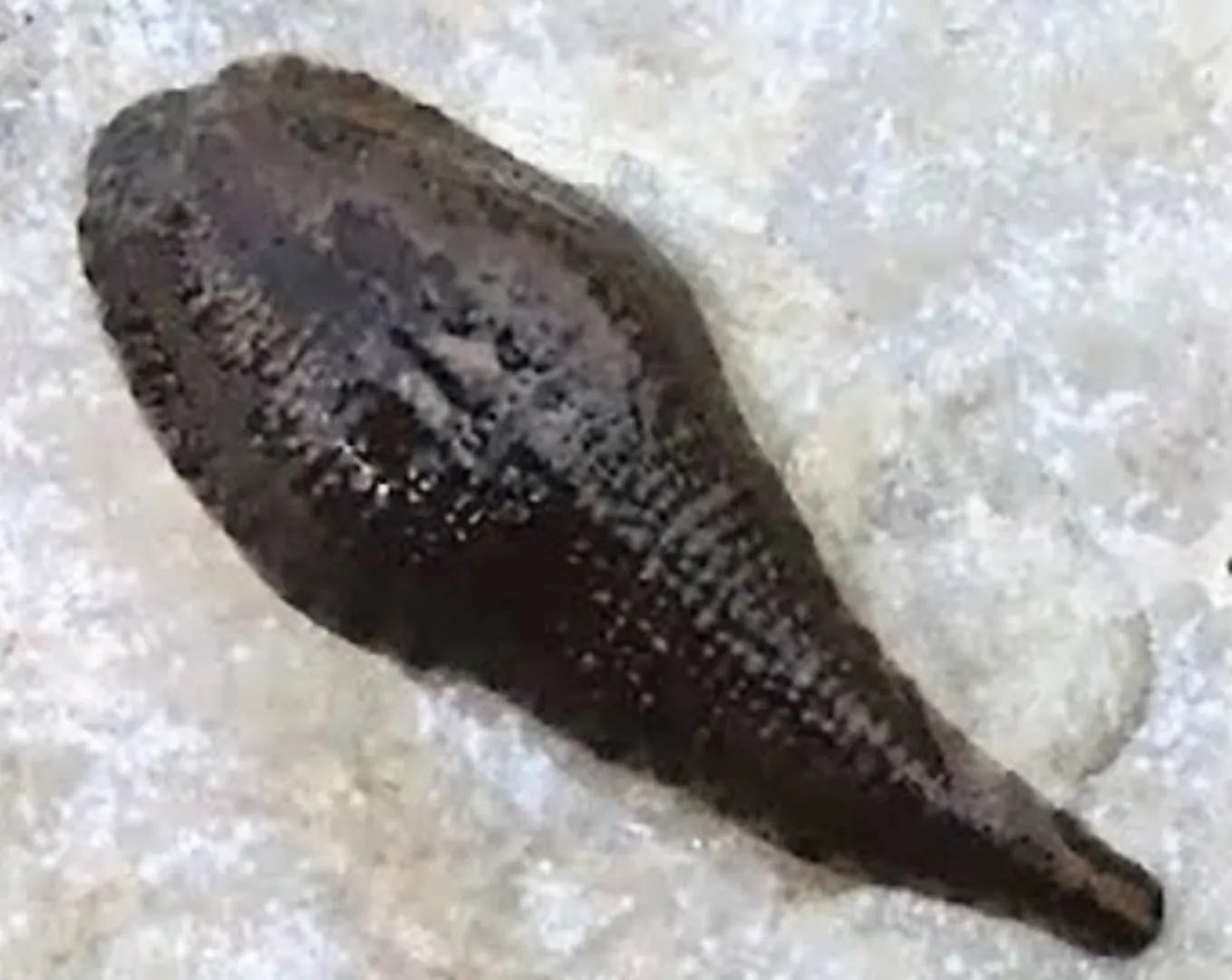 କଥା-ଫରୁଆ : ‘ଜୋକ ମୁହଁରେ ଲୁଣ’