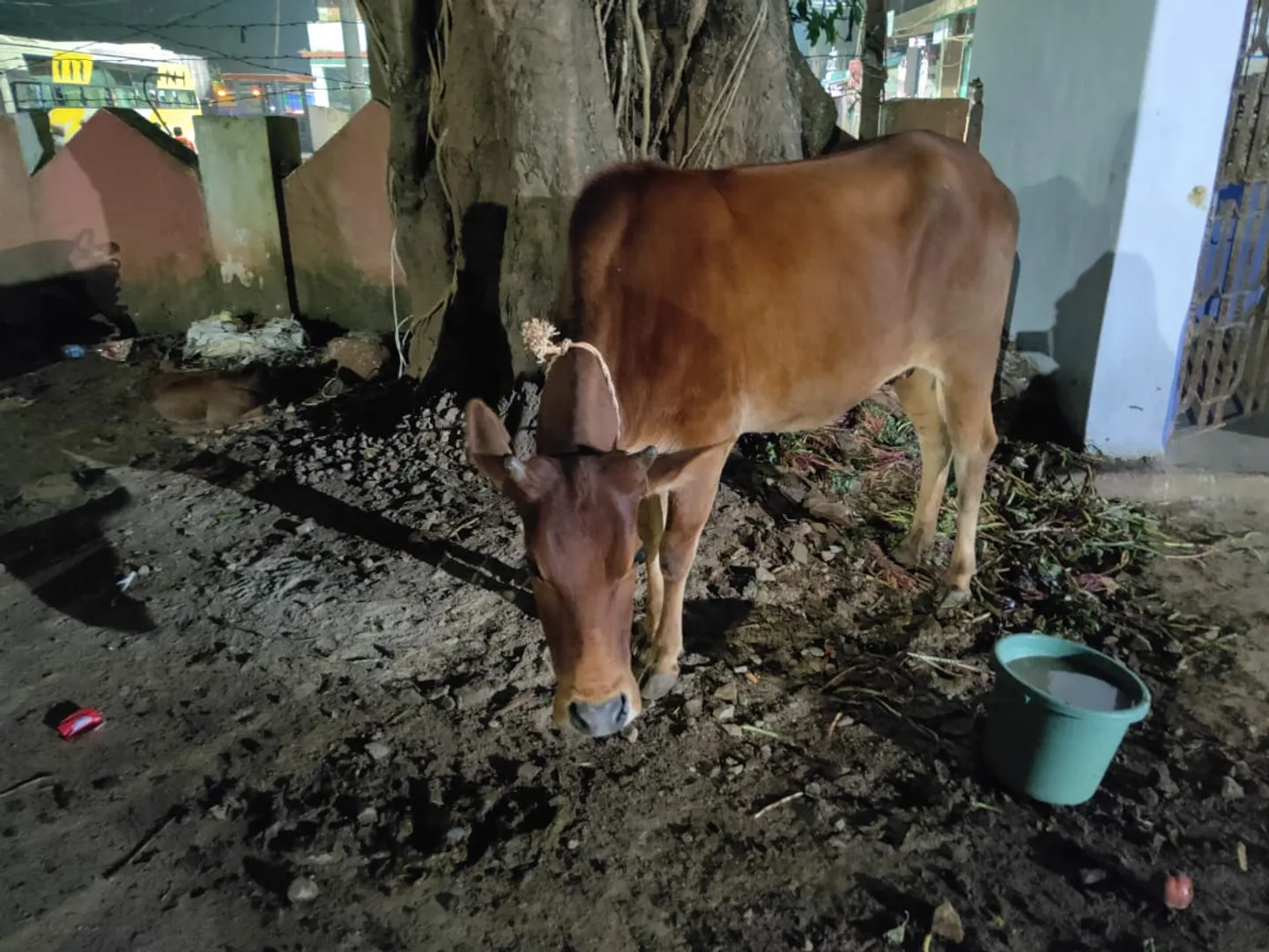 ବୋମା ଖାଇ ଗାଈ ଗୁରୁତର: ବାରହା ଶିକାର କରିବା ପାଇଁ ରଖାଯାଇଥିଲା ବୋମା