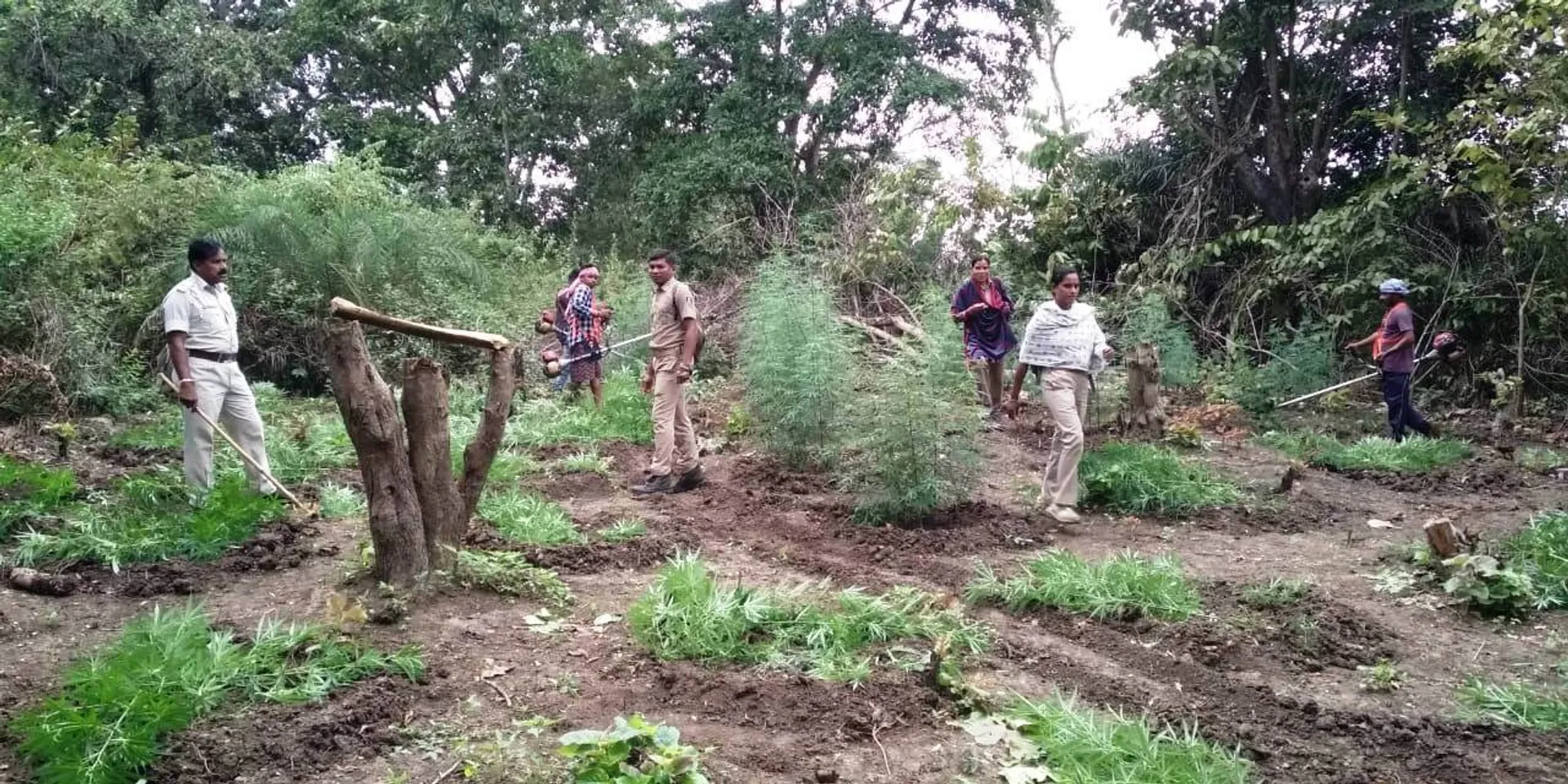 ବୌଦ୍ଧରେ ଗଞ୍ଜେଇ ଚାଷ ନଷ୍ଟ ଅଭିଯାନ, ୧ ଲକ୍ଷ ୪୪ ହଜାର ଗଛ କାଟିଲା ଅବକାରୀ ବିଭାଗ