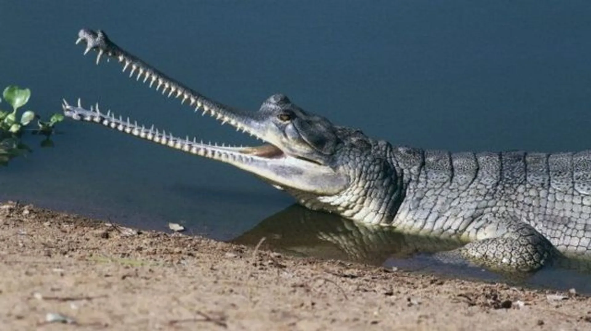 ବନ୍ତଳା: ସାତକୋଶିଆ ଗଣ୍ଡରେ କୁମ୍ଭୀର ମୃତ