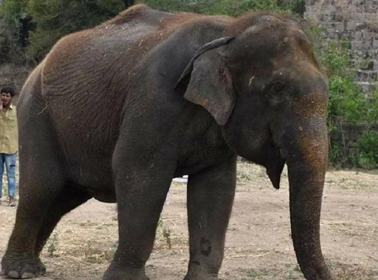 ହାତୀ ମୃତ୍ୟୁ ପଛରେ ସାହାଣା ରୋଗ
