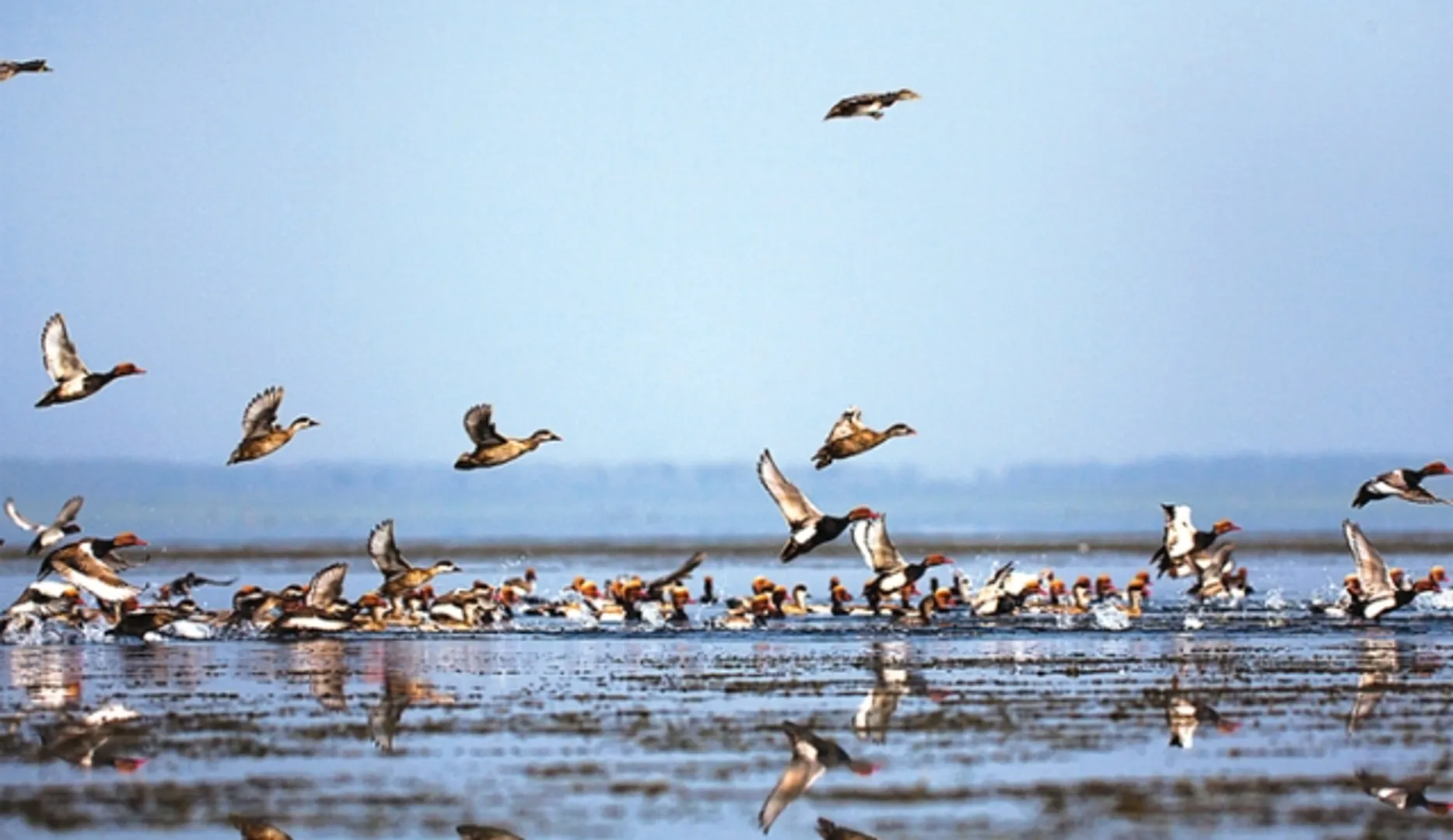 ସିଂହାବଗାକୁ ଆସିଲେ ବିଦେଶୀ ପକ୍ଷୀ, ଦୁଇ ବିରଳ ପ୍ରଜାତିର ପକ୍ଷୀ ଦୃଶ୍ୟମାନ