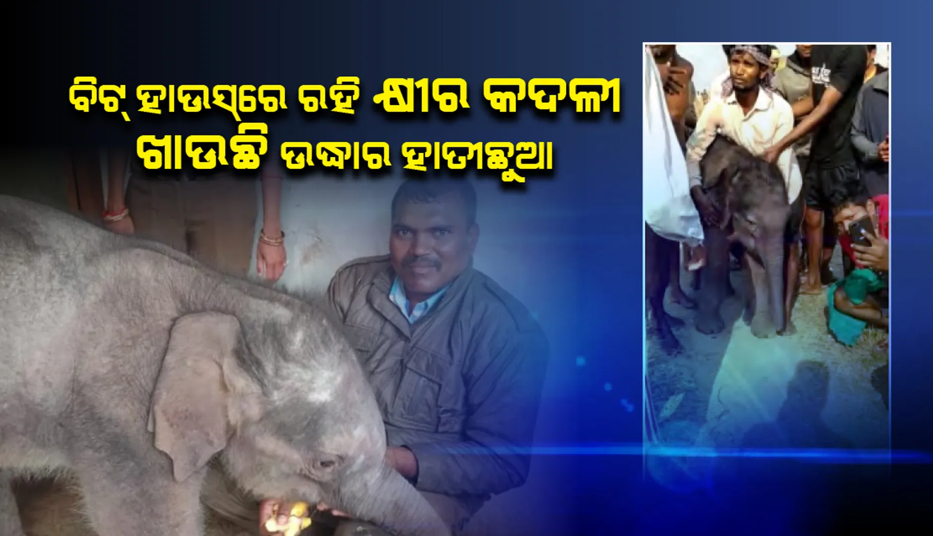 ଟମଣା ବିଟ୍‌ ହାଉସ୍‌ରେ ରହିଛି ଚିଙ୍ଗୁଡ଼ି ଘେରିରୁ ଉଦ୍ଧାର ଛୁଆହାତୀ