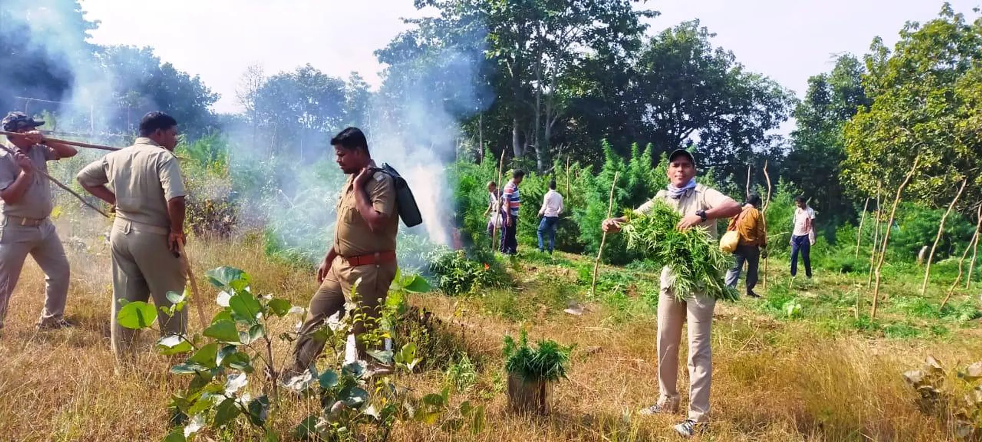ବୌଦ୍ଧରେ ଗଂଜେଇ ଚାଷ ନଷ୍ଟ ଅଭିଯାନ,  ୨. ୭୪ ଲକ୍ଷ ଗଛ କାଟି ପୋଡ଼ାଗଲା 