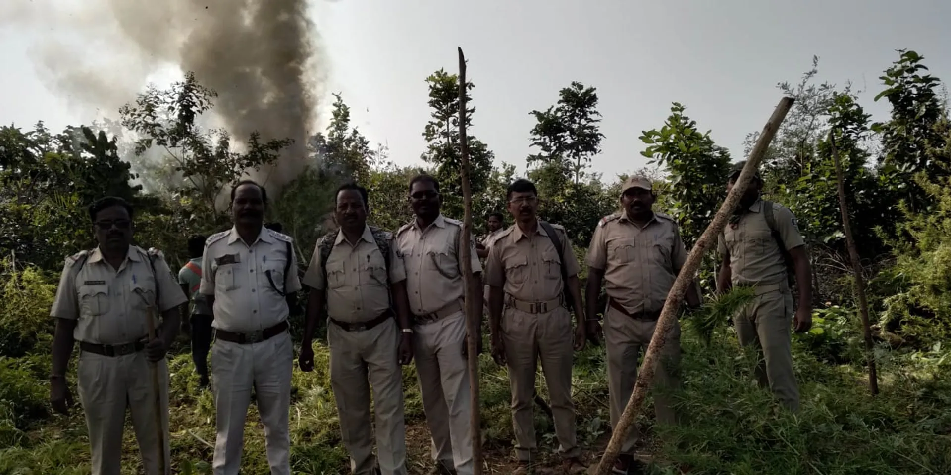 ୪୫ ହଜାର ଗଞ୍ଜେଇ ଗଛ ପୋଡ଼ିଲେ