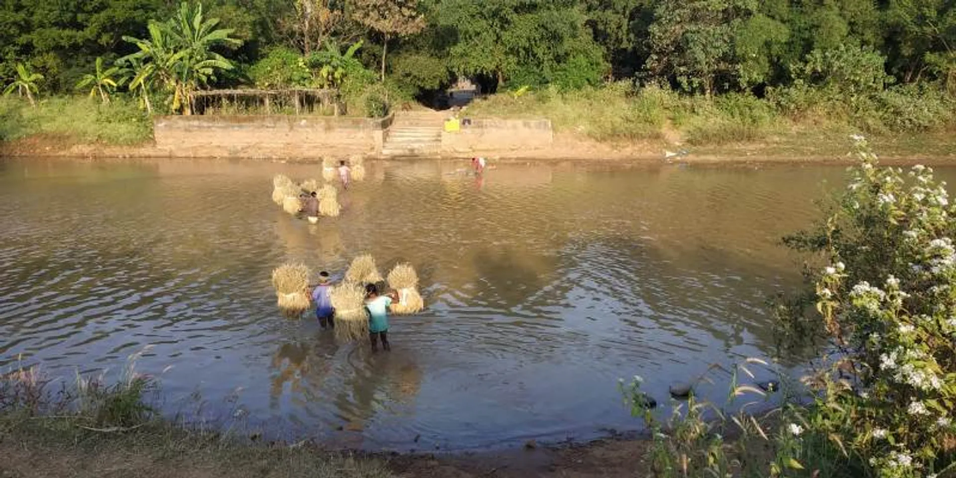 କେନାଲ ପାର୍‌ ହୋଇ ଖଳାକୁ ଧାନ ବୋହୁଛନ୍ତି ଚାଷୀ। (ଫଟୋ: ସୁରେଶ, ଜୟପୁର)