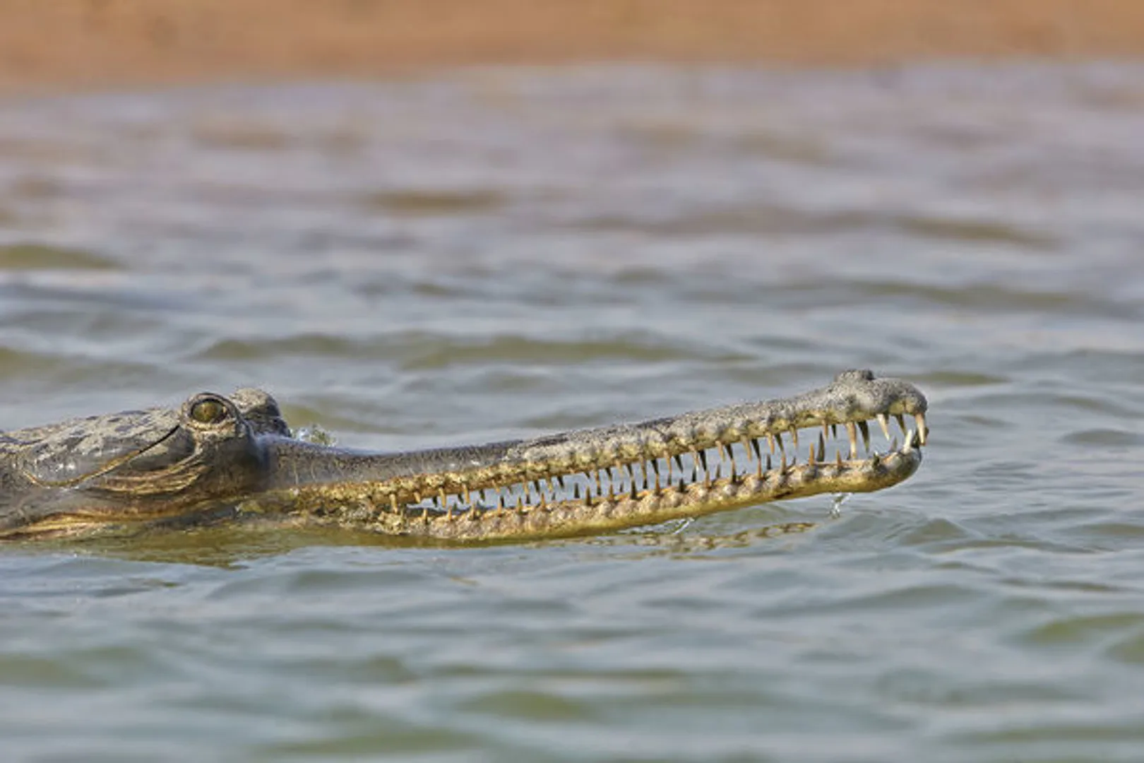 ଠାବହେଲା ସାତକୋଶିଆ ମହାନଦୀରୁ ନିଖୋଜ ଘଡ଼ିଆଳ କୁମ୍ଭୀର