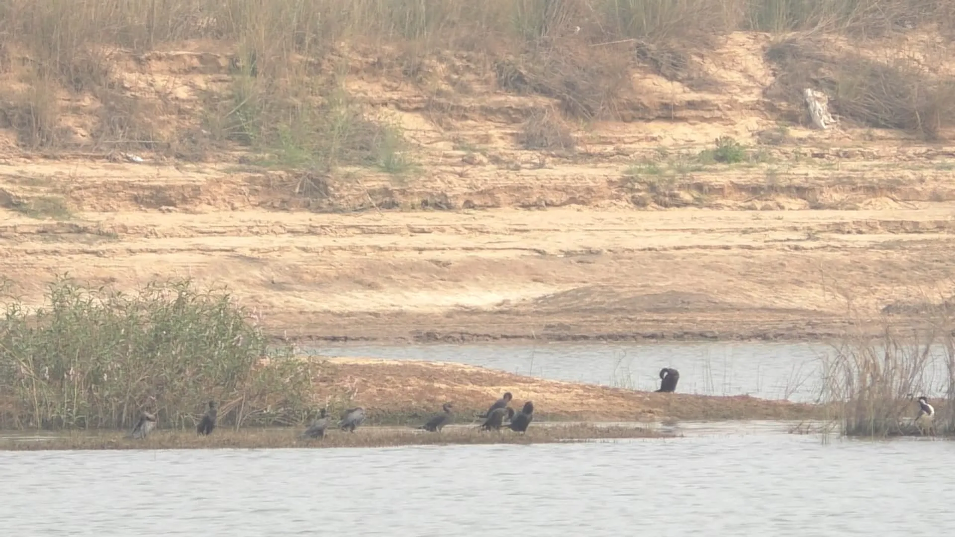 ମହାନଦୀ ପ୍ରସଙ୍ଗକୁ ସମସ୍ତେ ଭୁଲିଗଲେ : ଓଡ଼ିଶା ସୀମାରେ ନଦୀ ଧାର ଶୁଖିଲାଣି