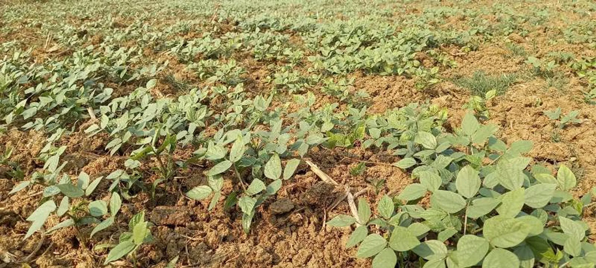 ଜଉ ଚରିଗଲେ ୫୦୦ ହେକ୍ଟର ମୁଗ ଫସଲ; ଚାଷୀଙ୍କୁ ମିଳୁନି କୀଟନାଶକ ସବସିଡ଼