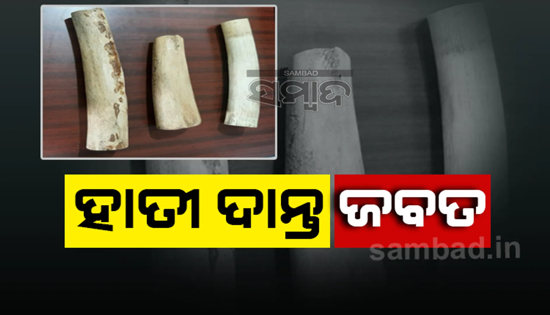 ହାତୀ ଦାନ୍ତ ଜବତ, ୩ ଗିରଫ
