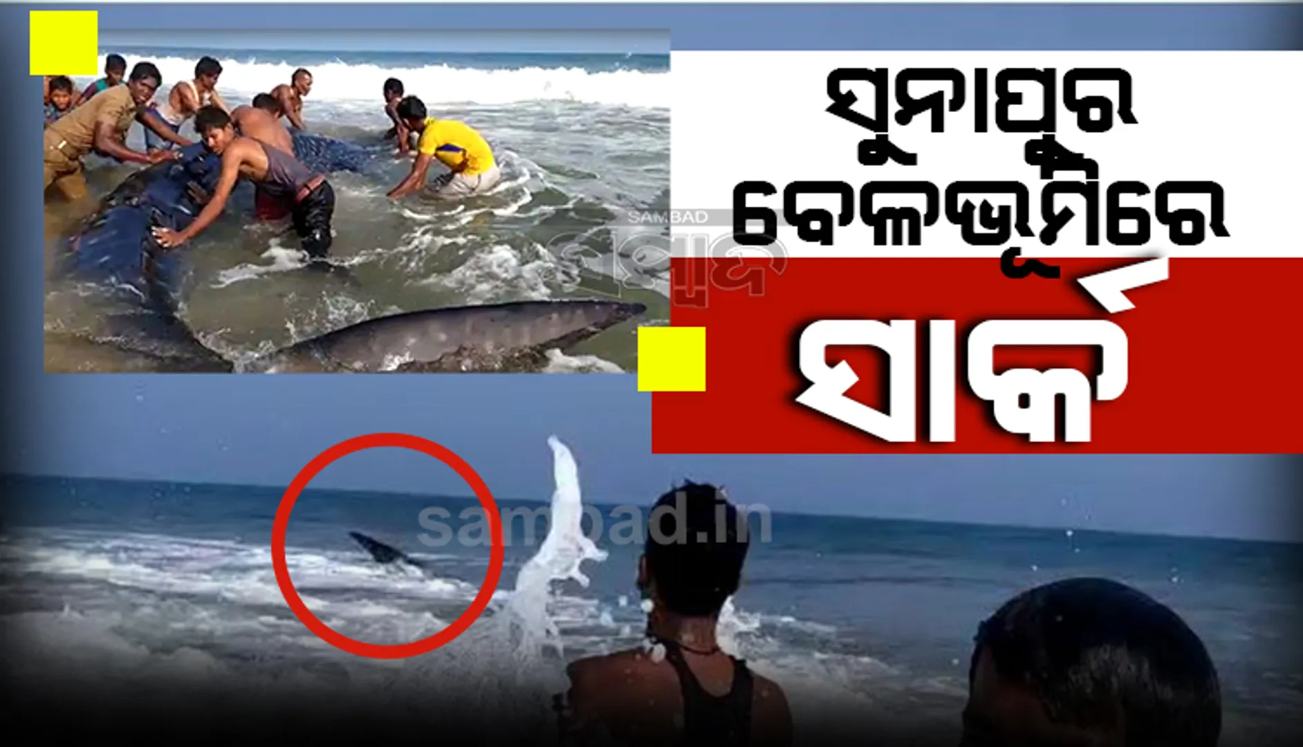 ସୁନାପୁର ବେଳାଭୂମିରେ ଲାଗିଲା‌ ବିଶାଳକାୟ ସାର୍କ, ମତ୍ସ୍ୟଜୀବୀ-ବନ କର୍ମଚାରୀ ଛାଡ଼ିଲେ ସମୁଦ୍ରରେ; ଦେଖନ୍ତୁ ଭିଡି‌ଓ