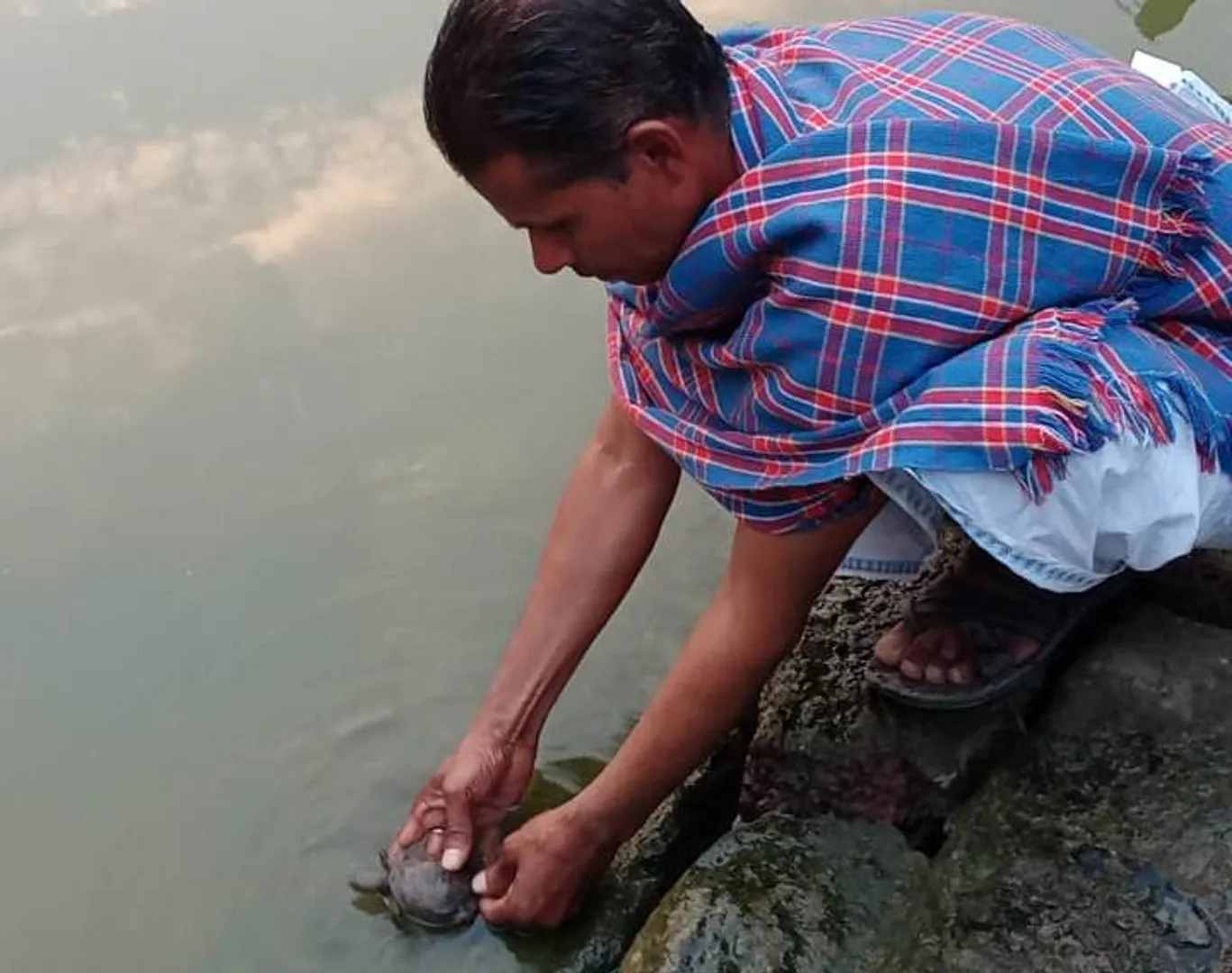 ପରିତ୍ୟକ୍ତ ଶୁଖିଲା ପୋଖରୀରୁ ଉଦ୍ଧାର କଇଁଛ ଅନ୍ୟ ଏକ ଜଳାଶୟରେ ଛାଡ଼ିବା ବେଳର ଦୃଶ୍ୟ।