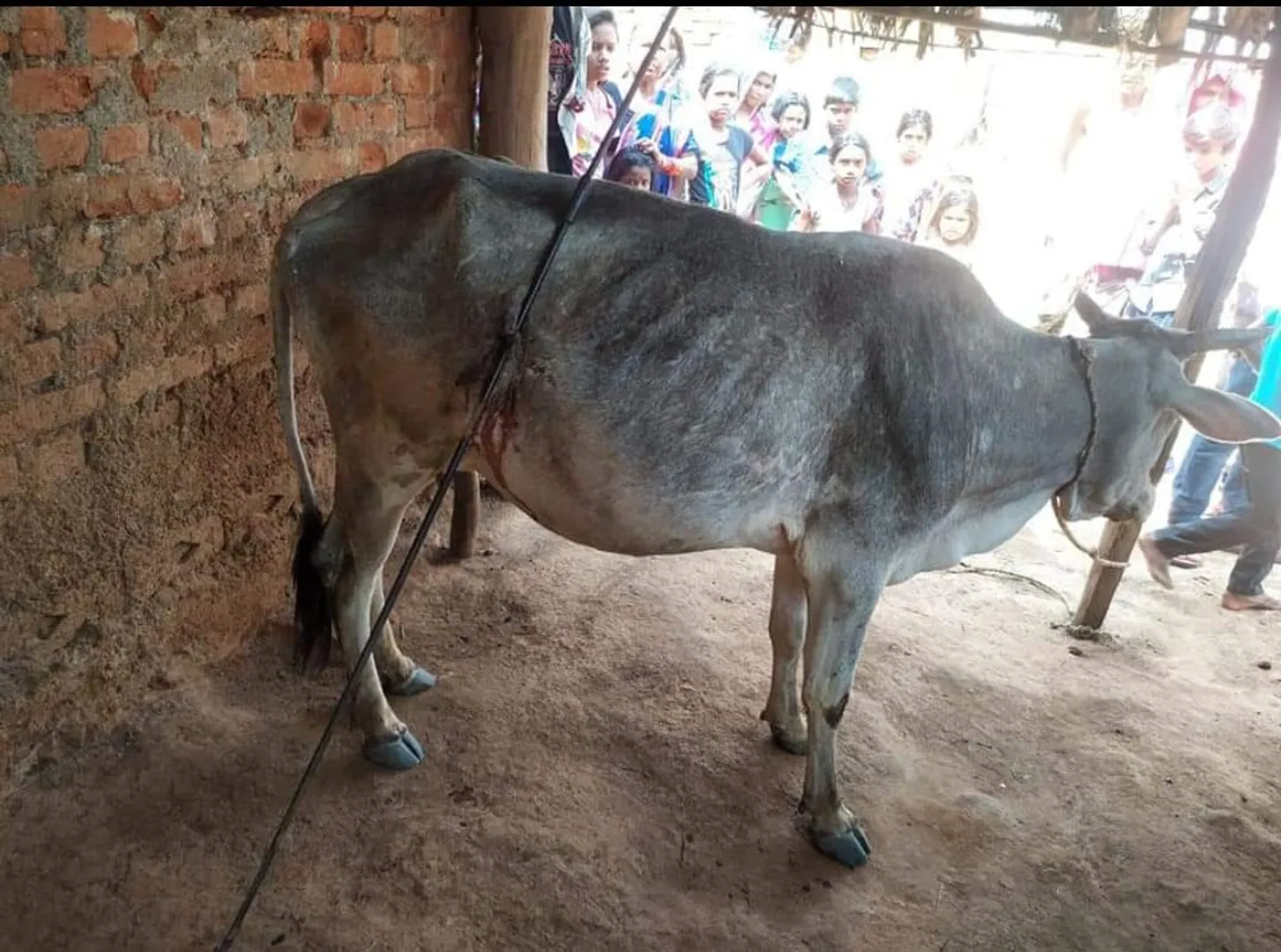 ପ୍ରାଣୀ ପ୍ରତି ମଣିଷର ନୃଶଂସ ଅତ୍ୟାଚାର, ଗାଈ ପେଟରେ ବର୍ଚ୍ଛା ମାରି କ୍ଷତାକ୍ତ କଲେ